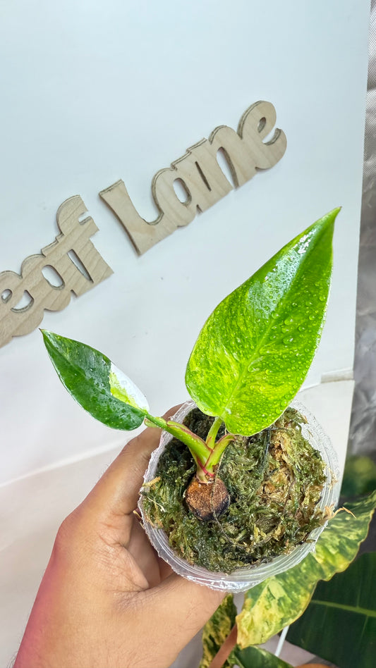 Philodendron Erubescens "White Princess Aurea'