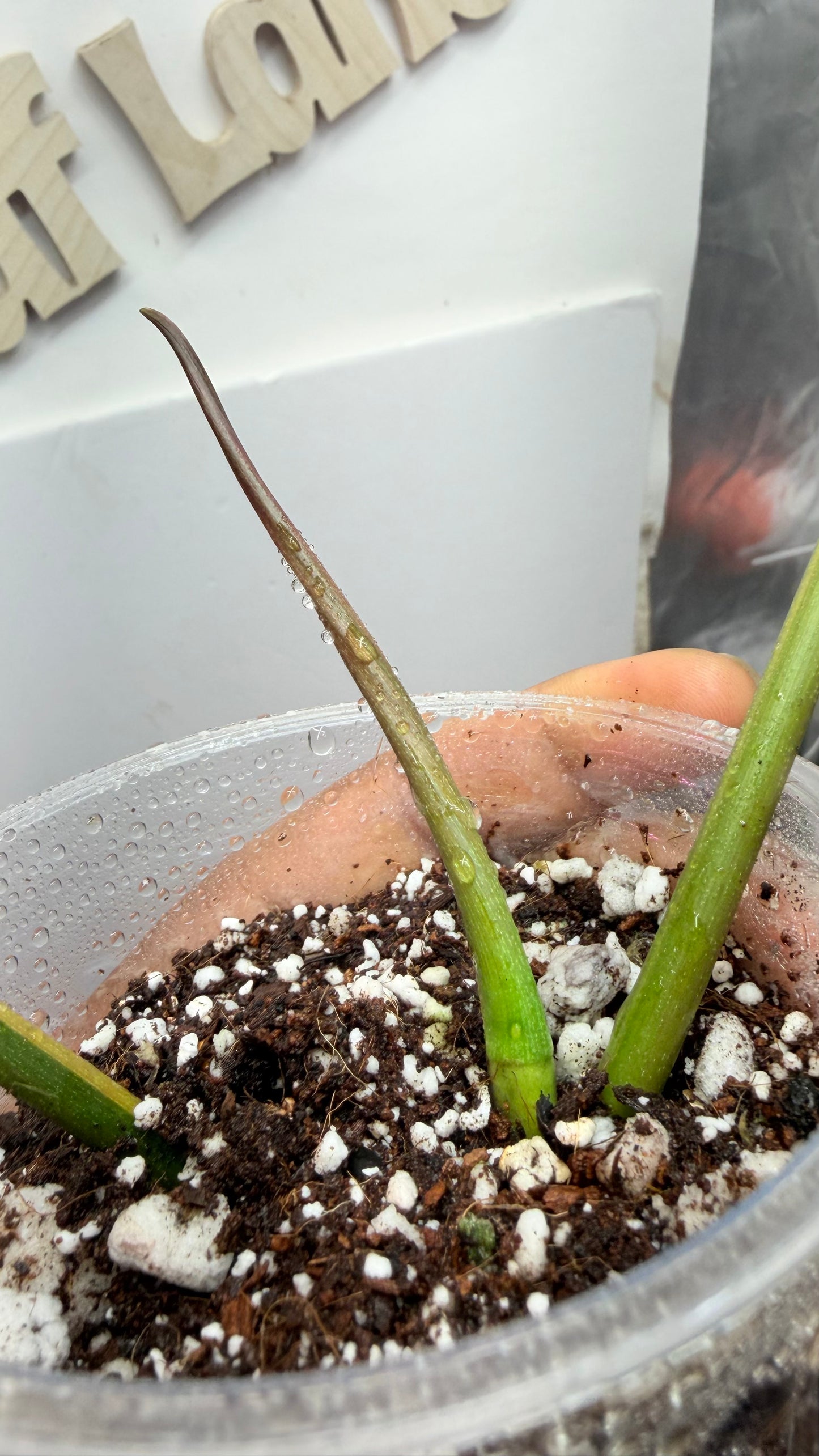 Philodendron Fiora (florida beauty x
mayoii x black billeitiae)