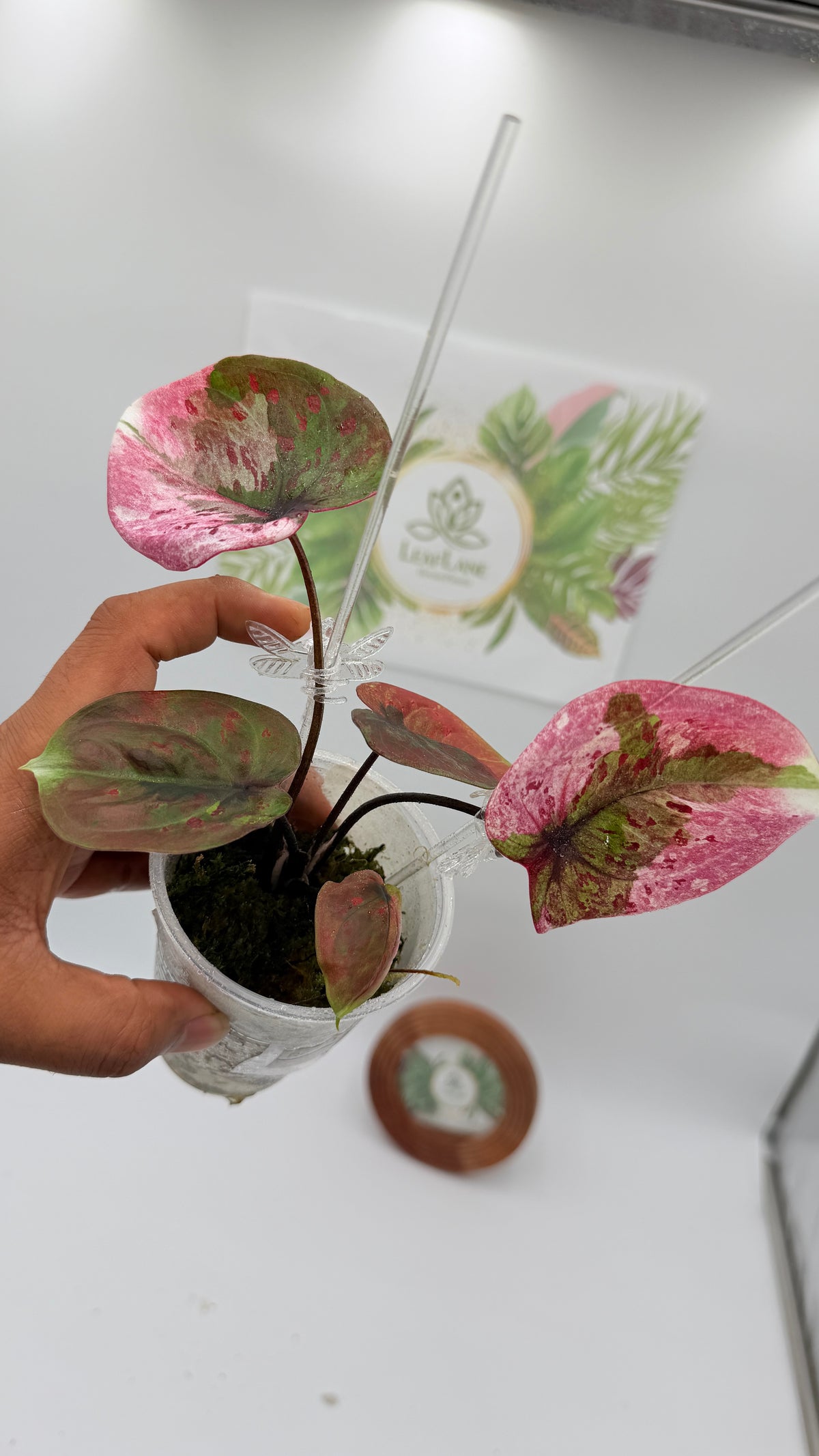 Caladium Variegated