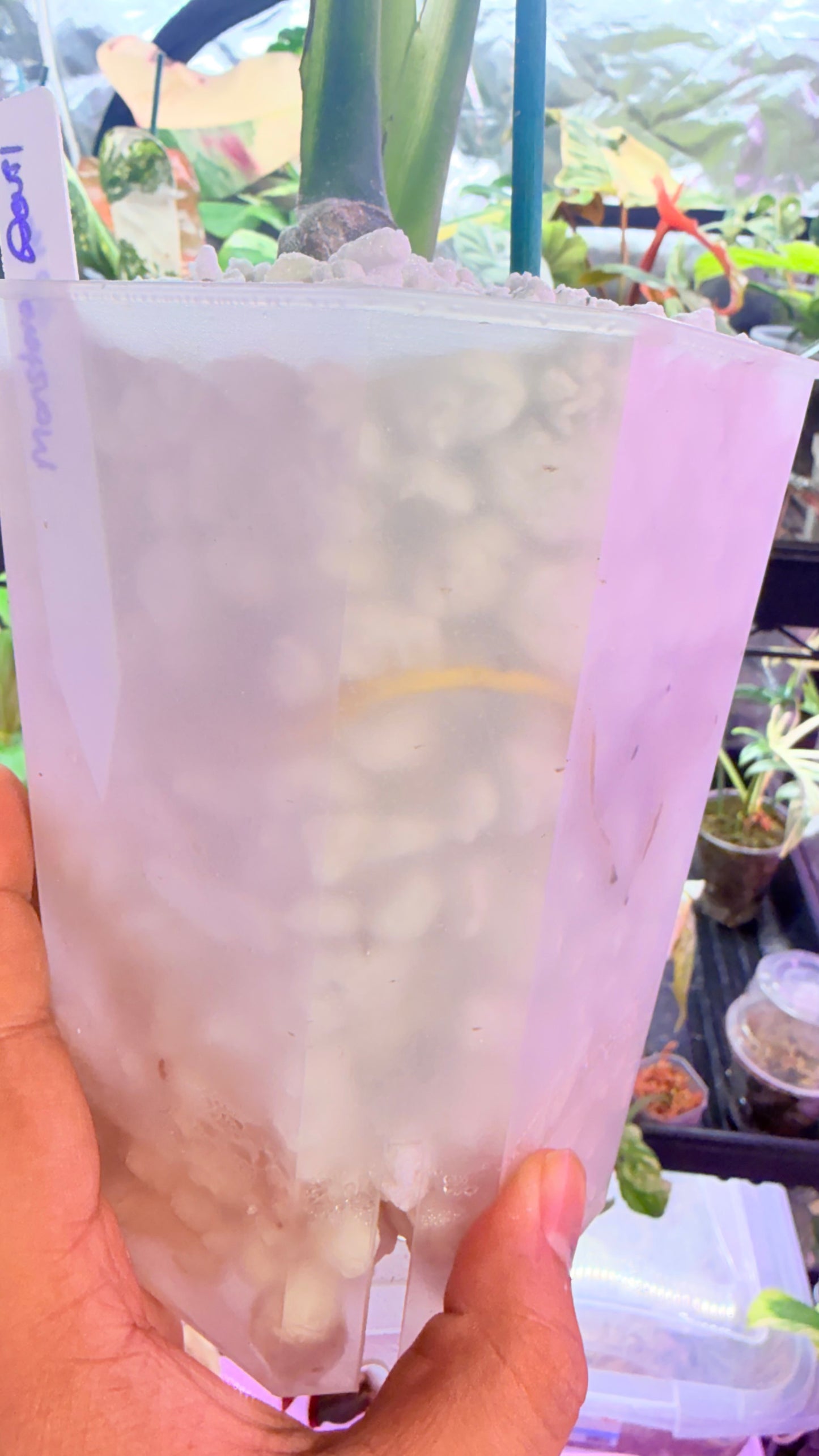 Monstera Devil 🌿 Working on 4 th leaf🌿