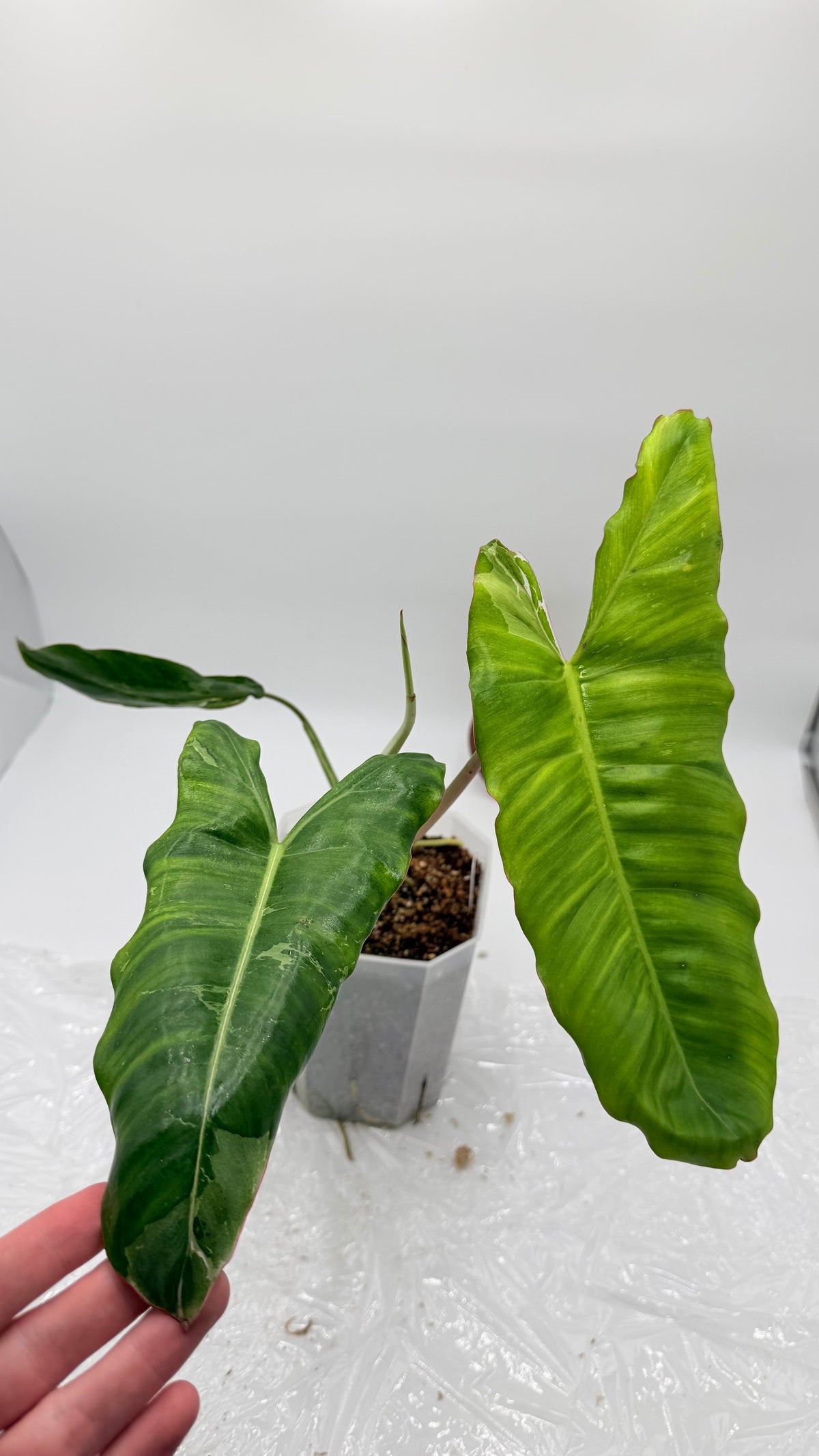 Philodendron Paraiso Verde Albo Variegated Exact Plants