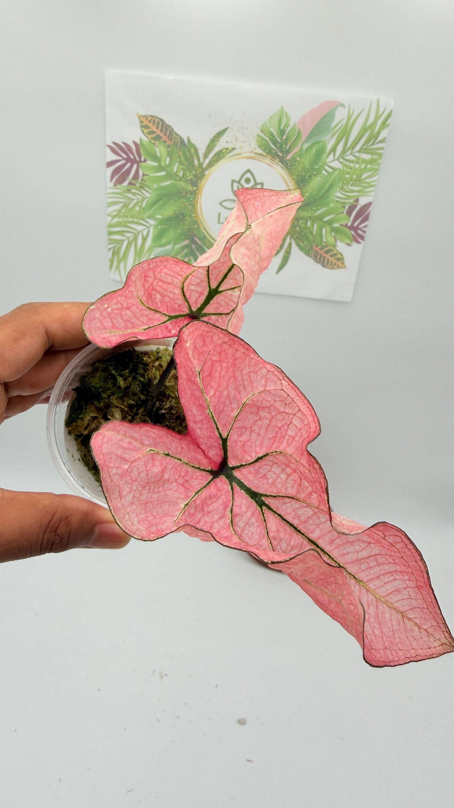 Caladium Variegated