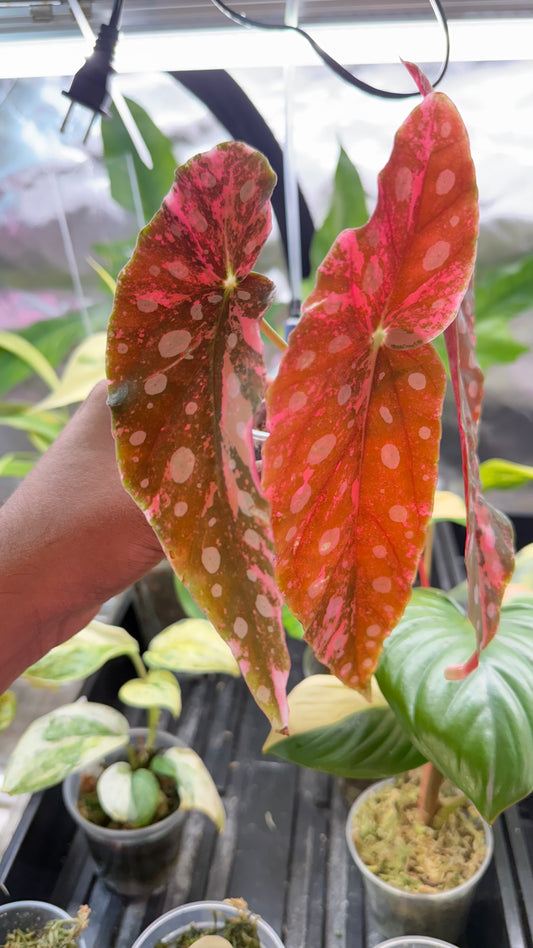 Begonia Maculata Pink Variegated