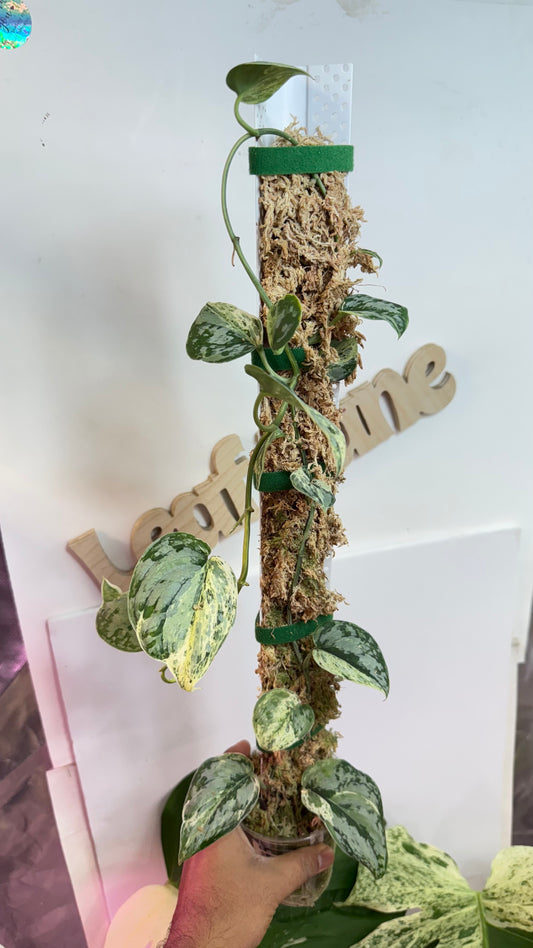 Scindapsus Mariposa mama plant ( 25 ish nodes)