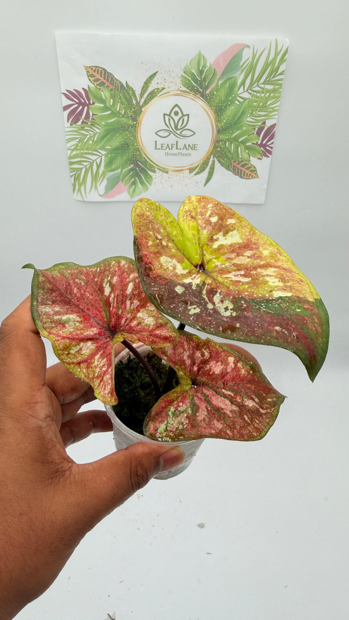 Caladium Variegated