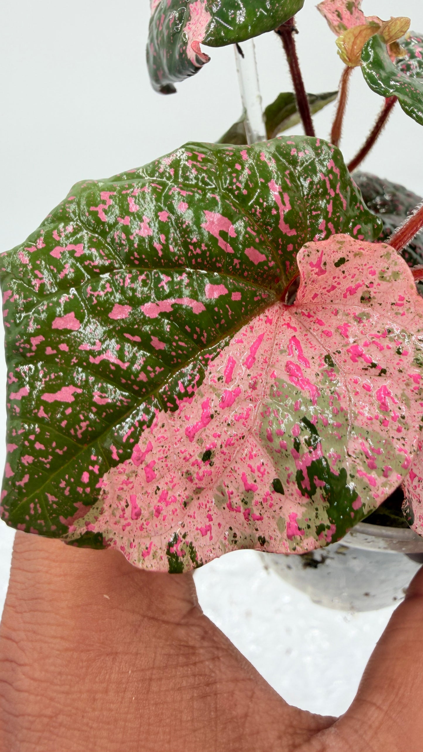 Piper Pink Sp Nabire Papua Variegated - 2 plants in pot - Exact Plant