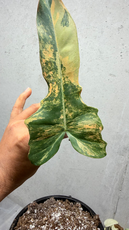 Philodendron Fiora (florida beauty x
mayoii x black billeitiae) | Rooted with New Growth