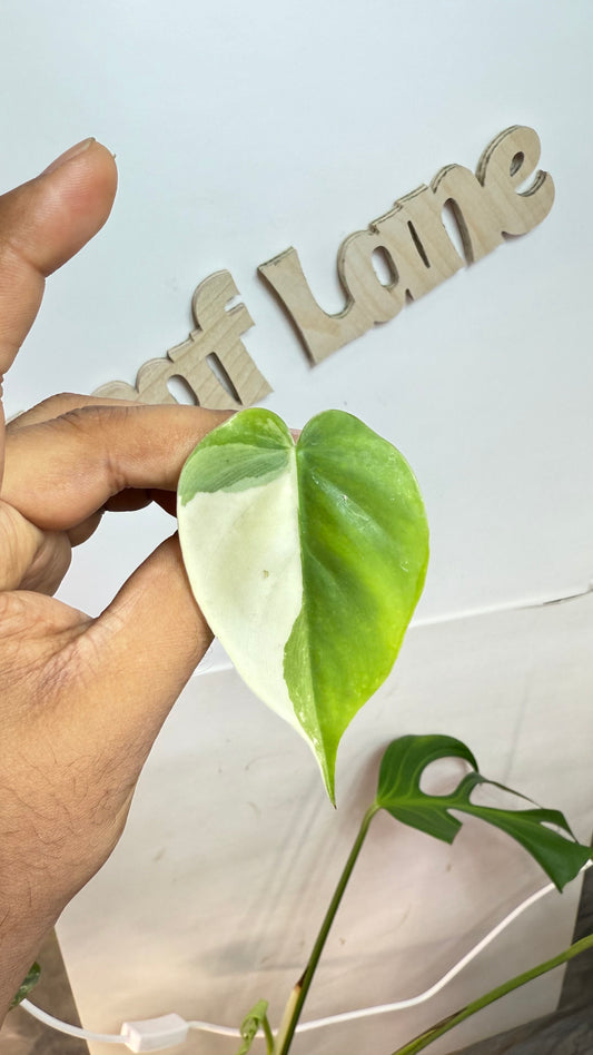 Philodendron Haderaceum HeartLeaf Albo