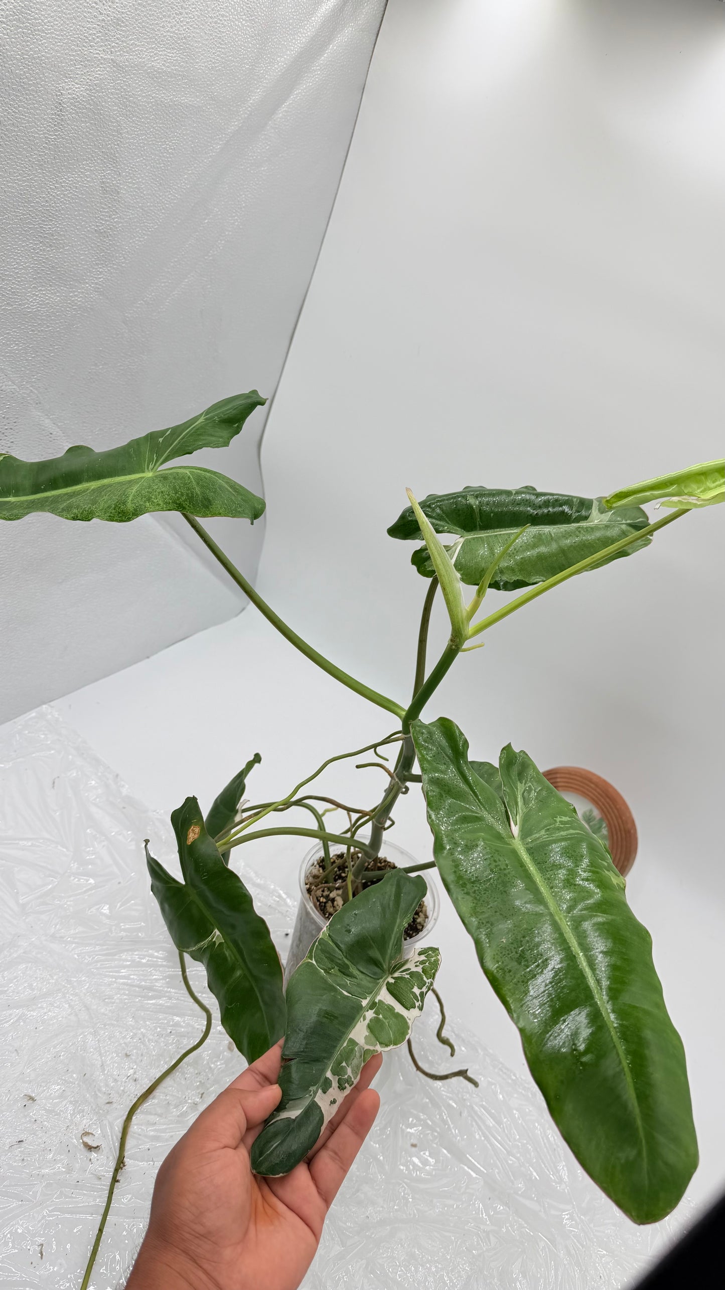 Philodendron Paraiso Verde Albo Variegated Exact Plants