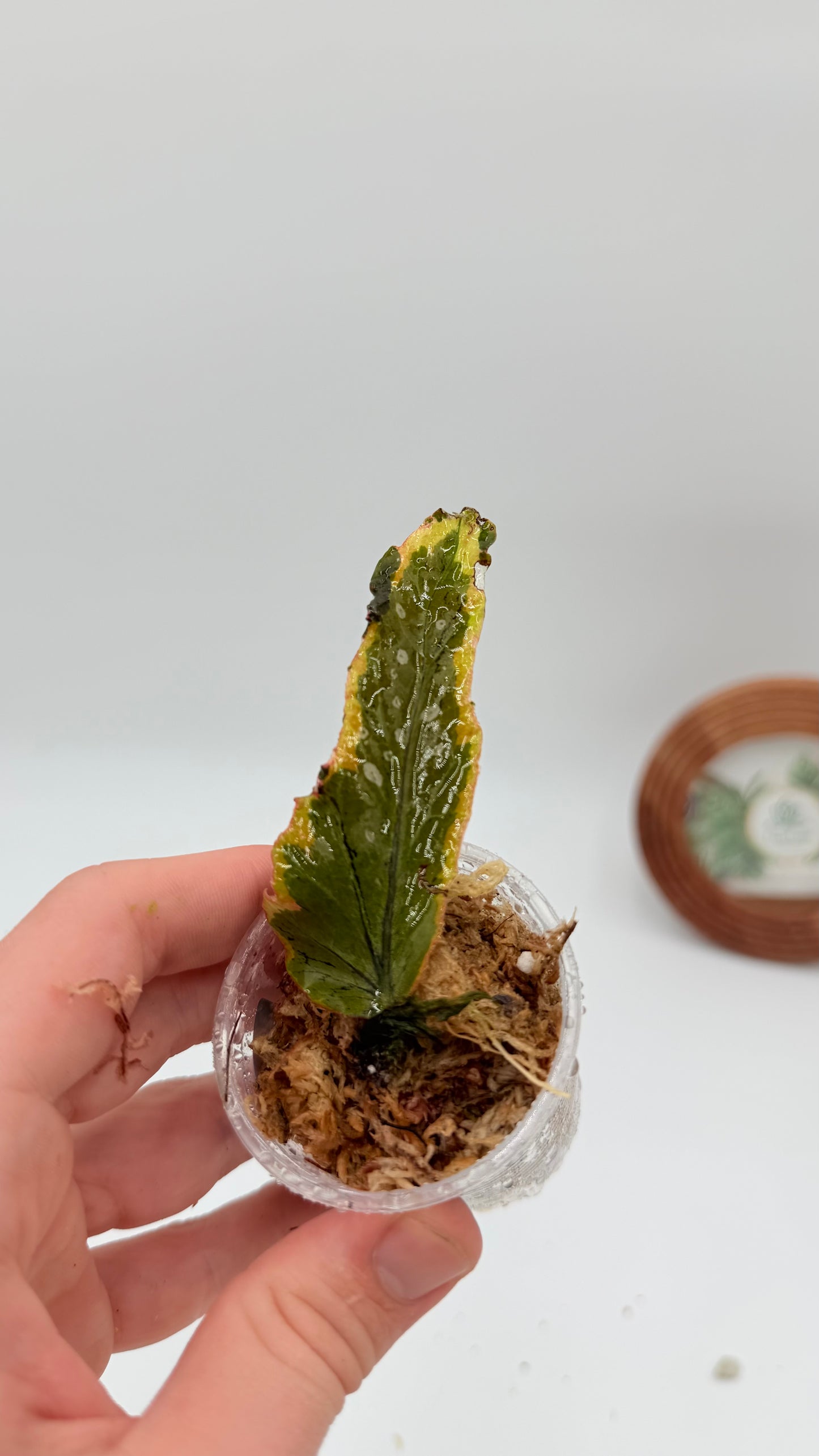Begonia Dainty Spray variegated rooted