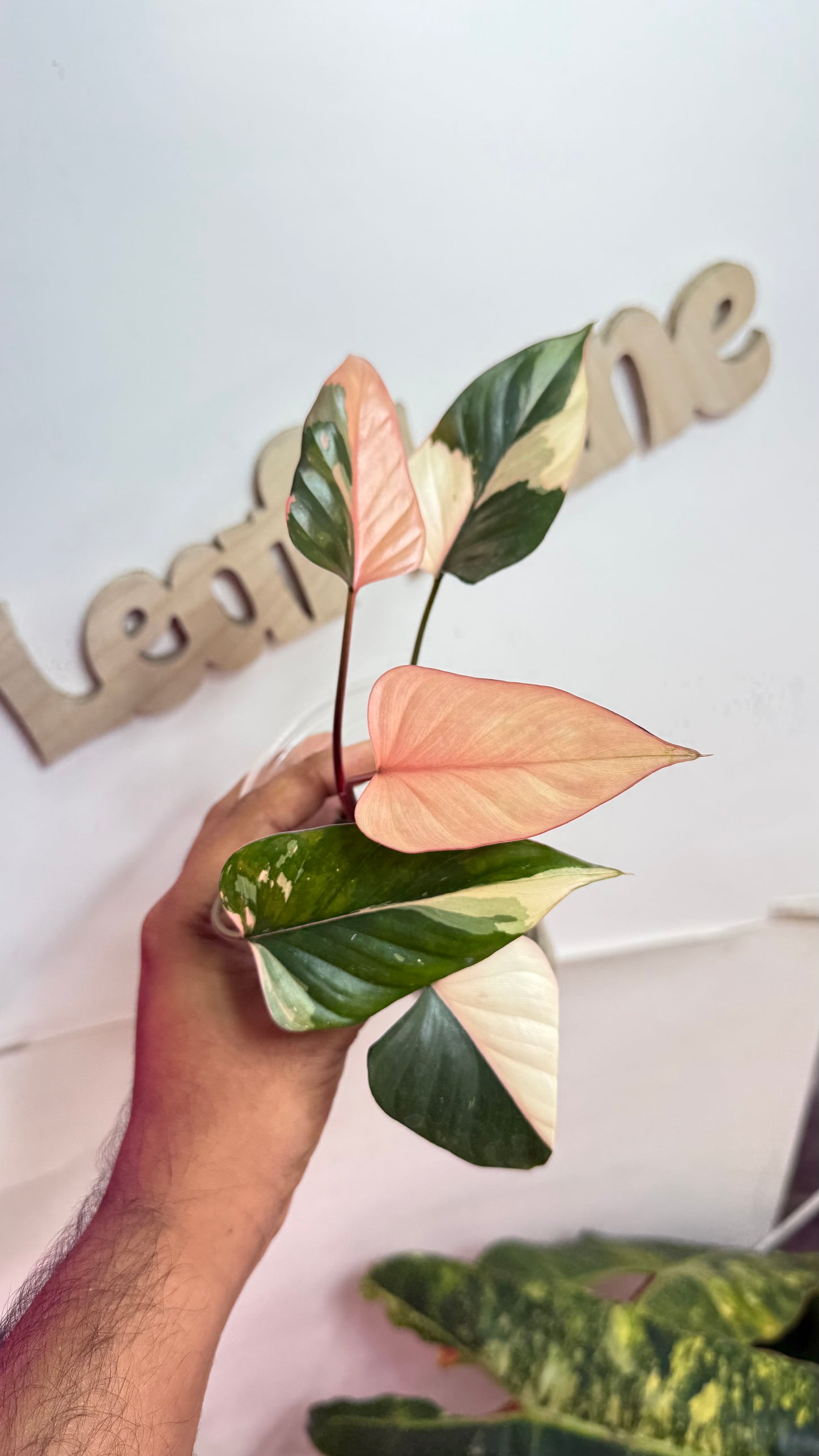 Homalomena Variegated Pink Diamond