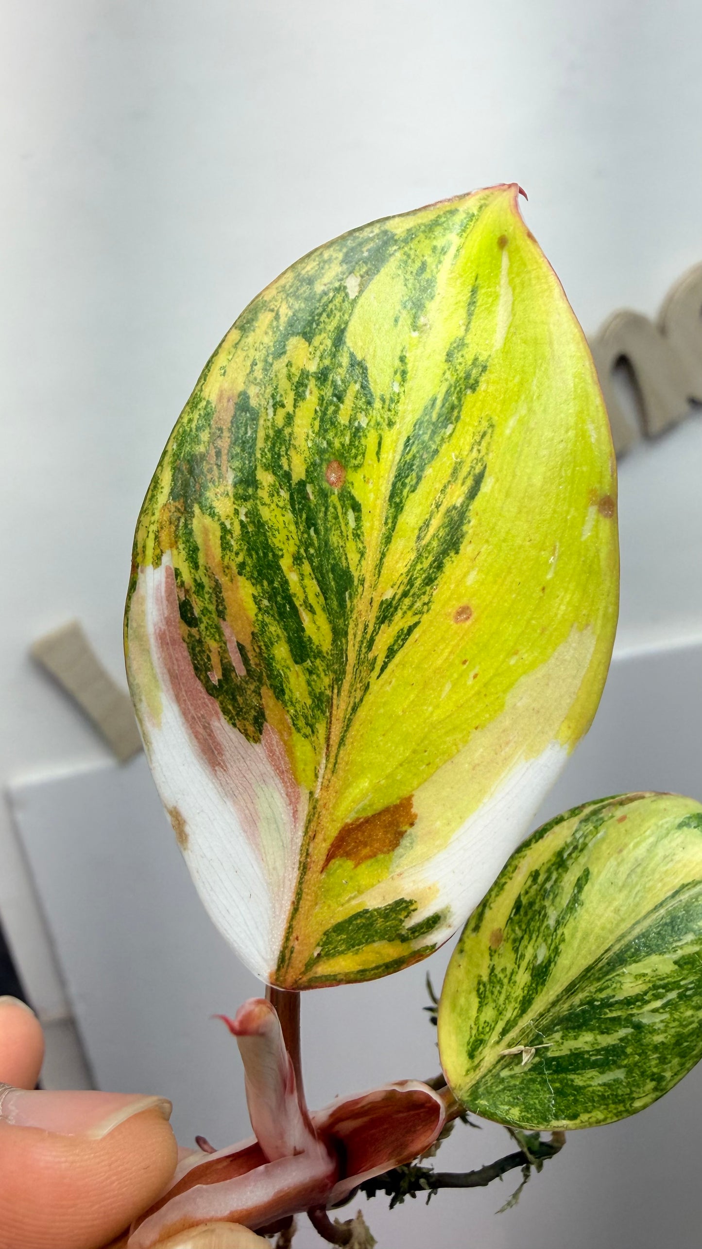 Philodendron ‘Skittles’ (White Knight Multicolor) Rooted