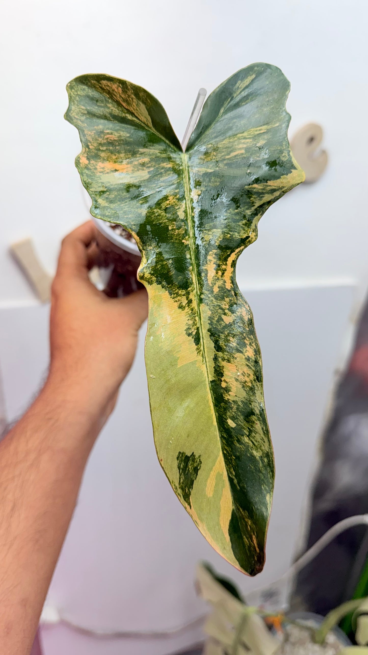 Philodendron Fiora (florida beauty x
mayoii x black billeitiae) | Rooted with New Growth