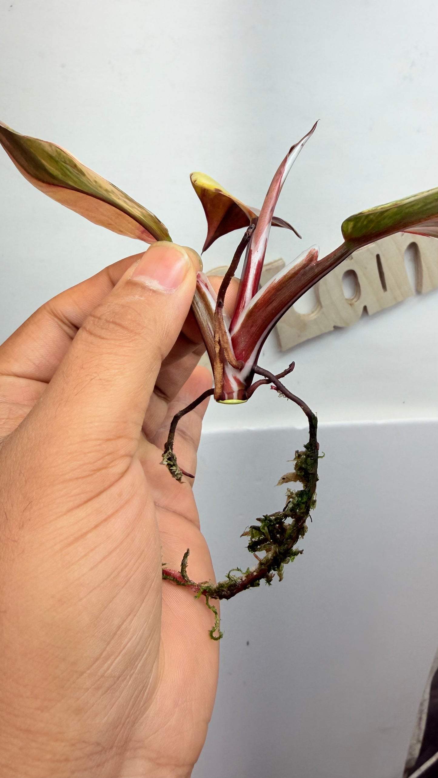 Philodendron ‘Skittles’ (White Knight Multicolor)
