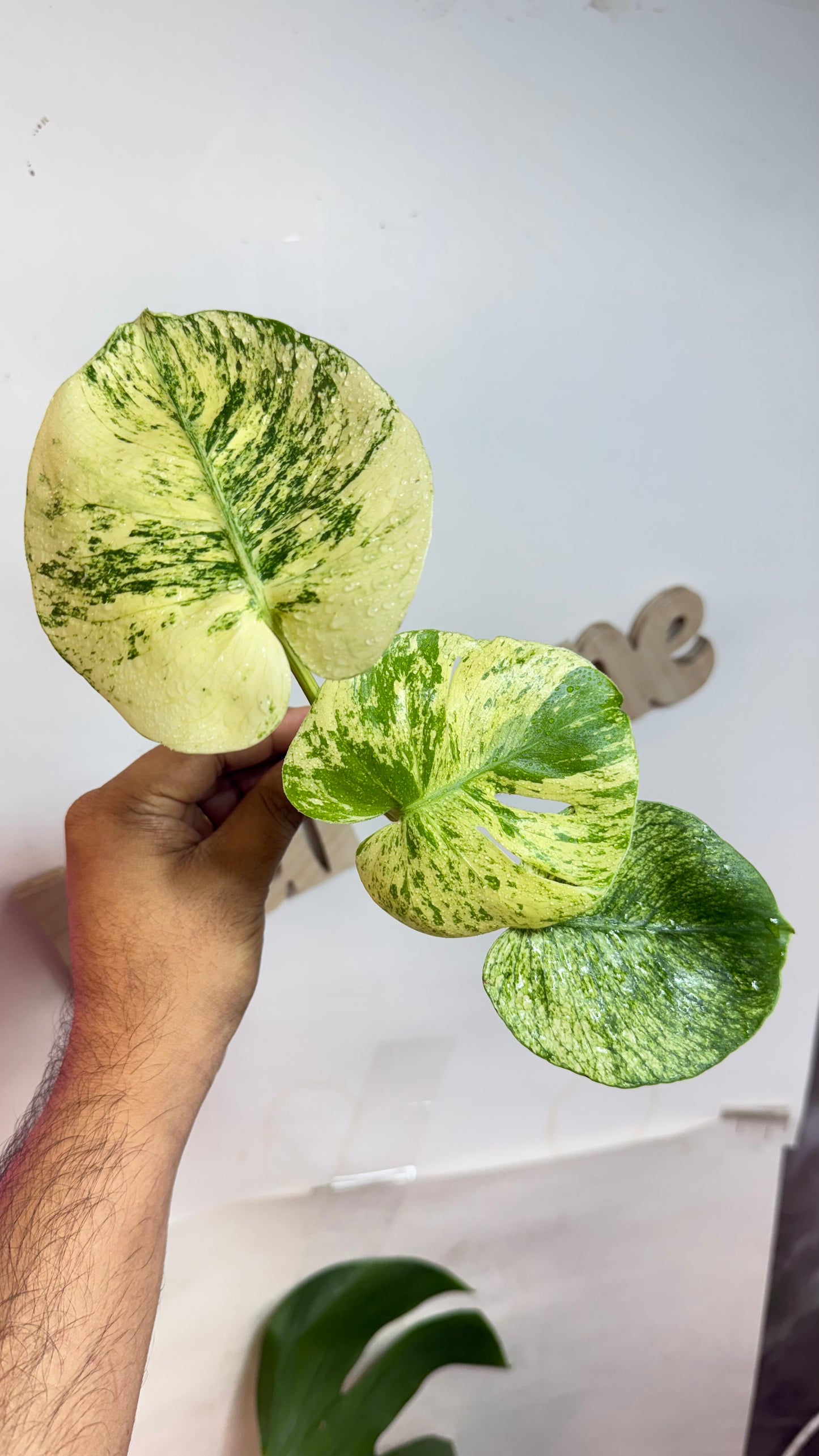 Monstera deliciosa MINT Siam Variegated | Rare Aroid | Large form