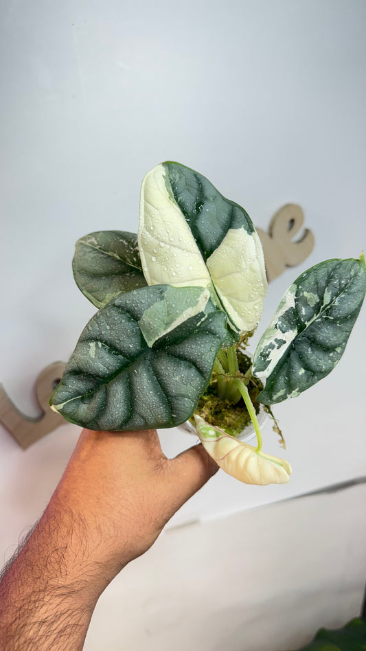 Alocasia Silver Dragon Albo 🌿Mama Size 🌿
