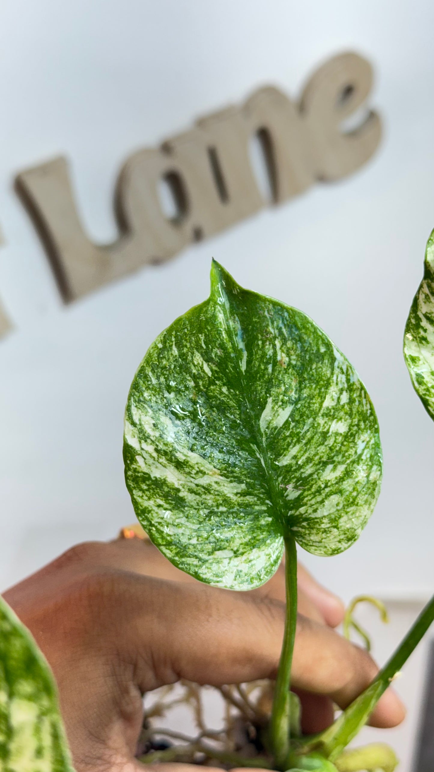 Monstera deliciosa MINT Siam Variegated | Rare Aroid | Large form
