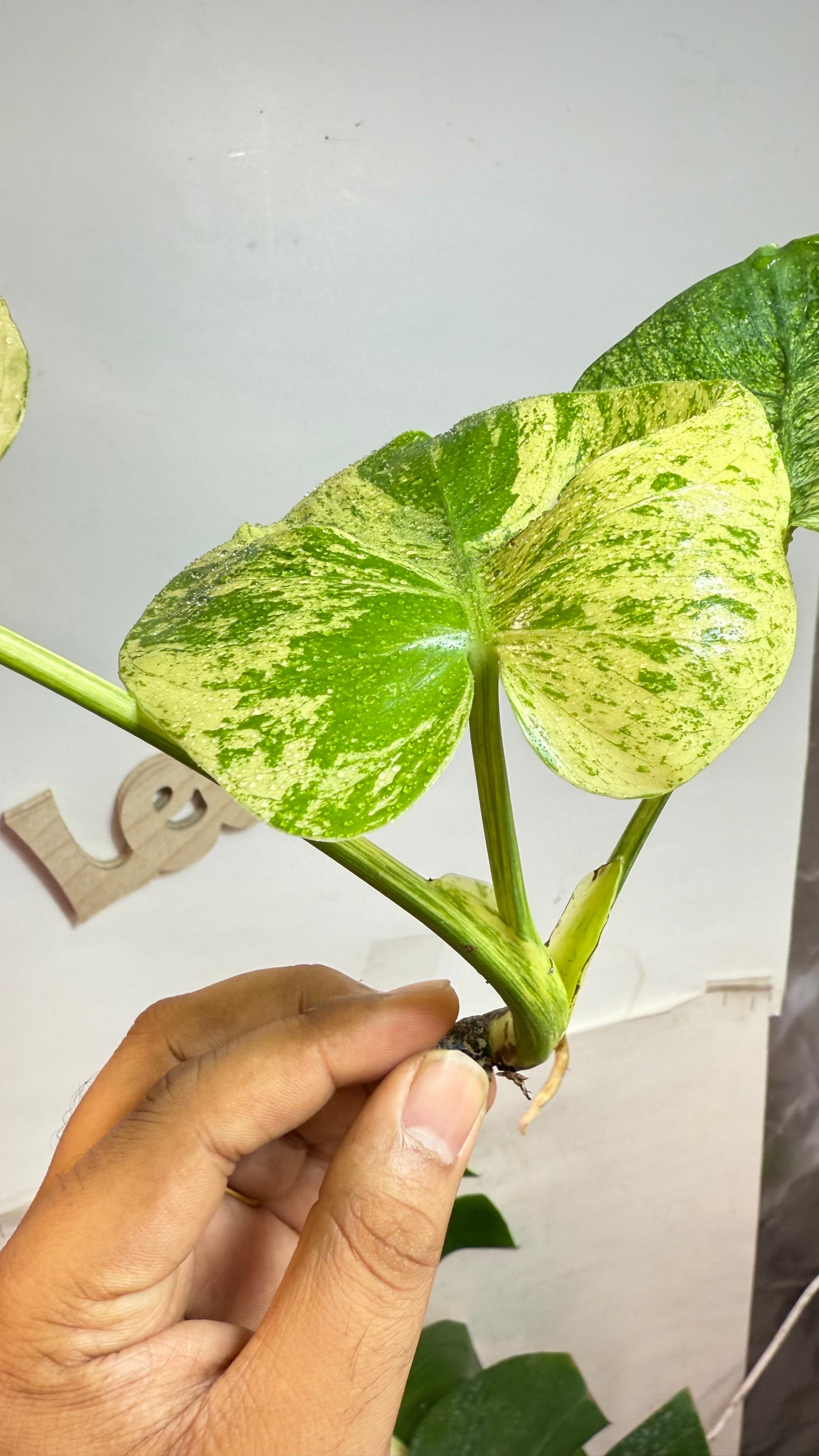 Monstera deliciosa MINT Siam Variegated | Rare Aroid | Large form