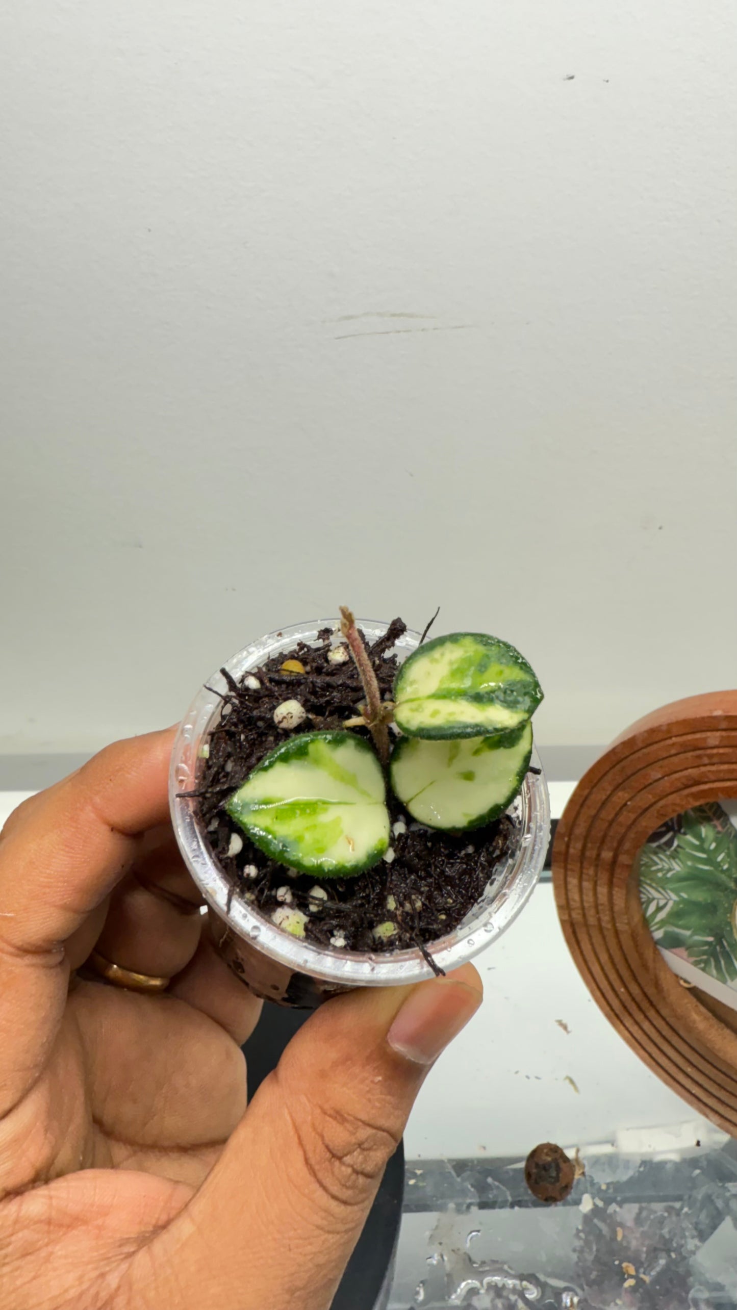 Hoya Variegated Mathilde 🌿Well rooted active growing 🌿