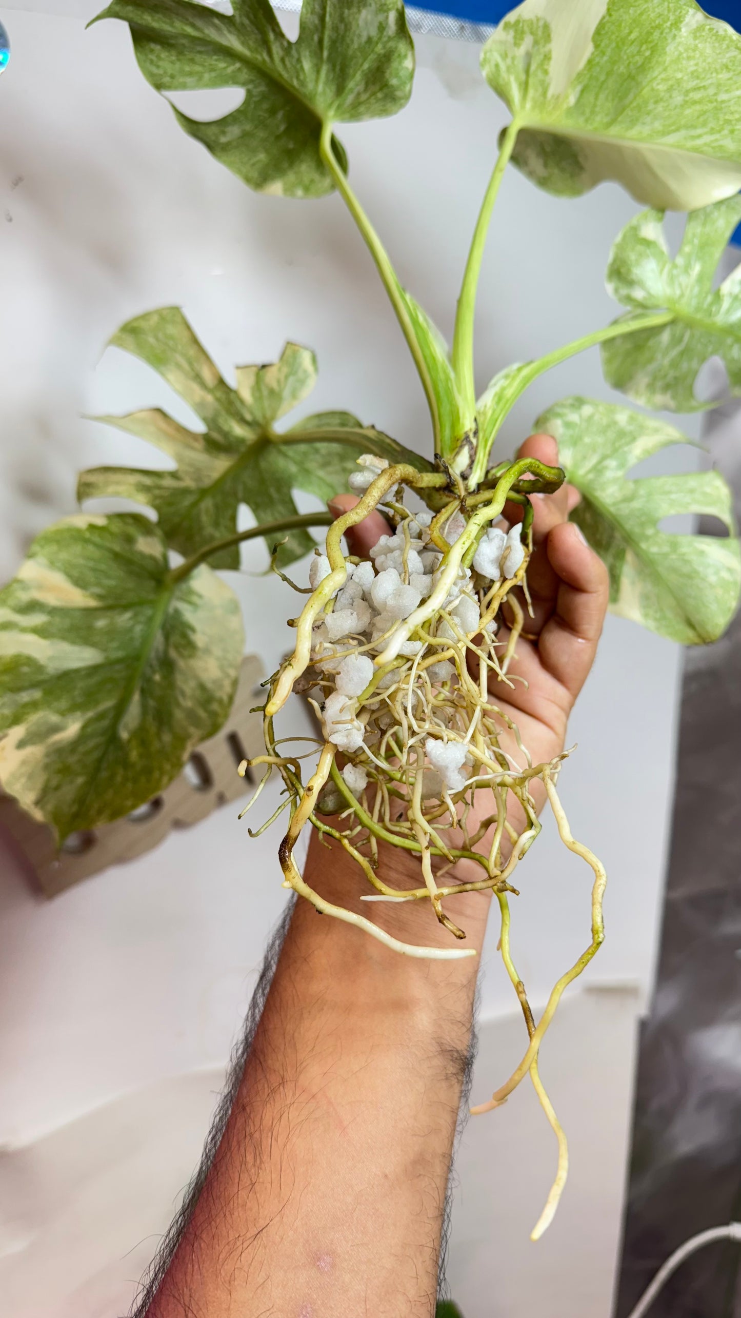 Monstera Delisiosa 'Platinum' Variegated |7 th leaf soon | Rare Aroid