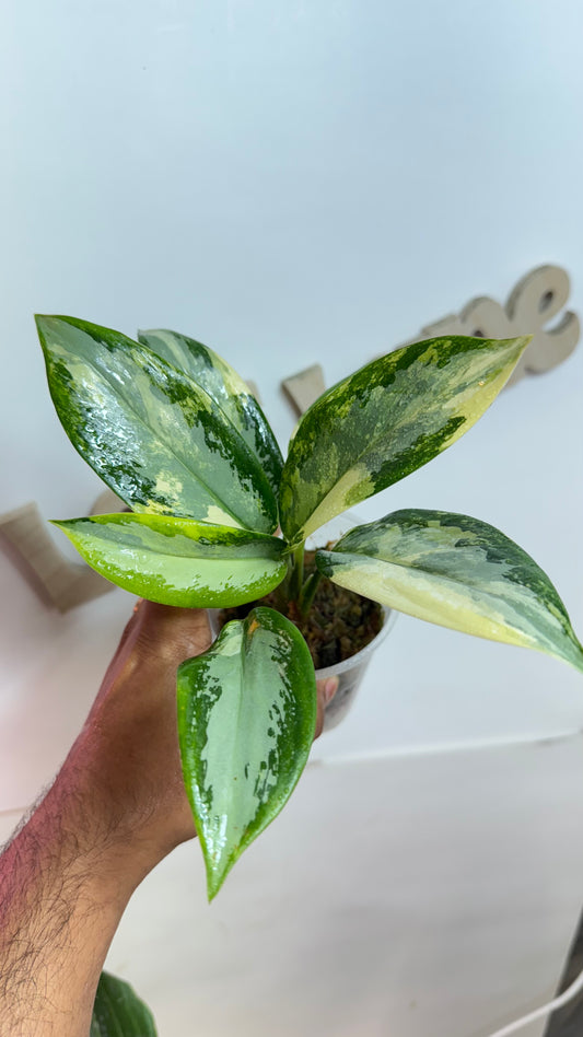 Aglaonema Suvarnabhumi Variegated