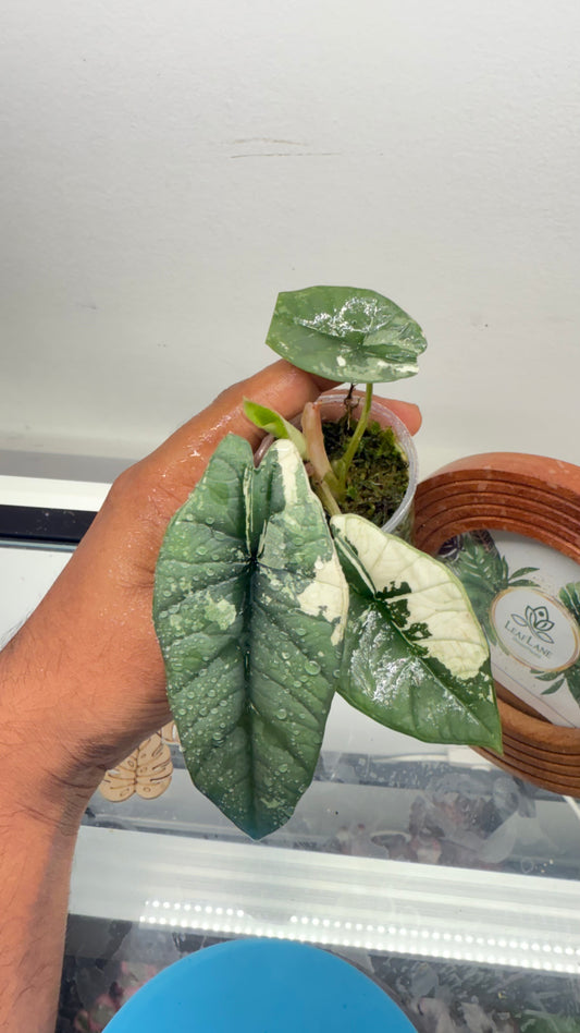 Alocasia Bisma Platinum Albo Variegated