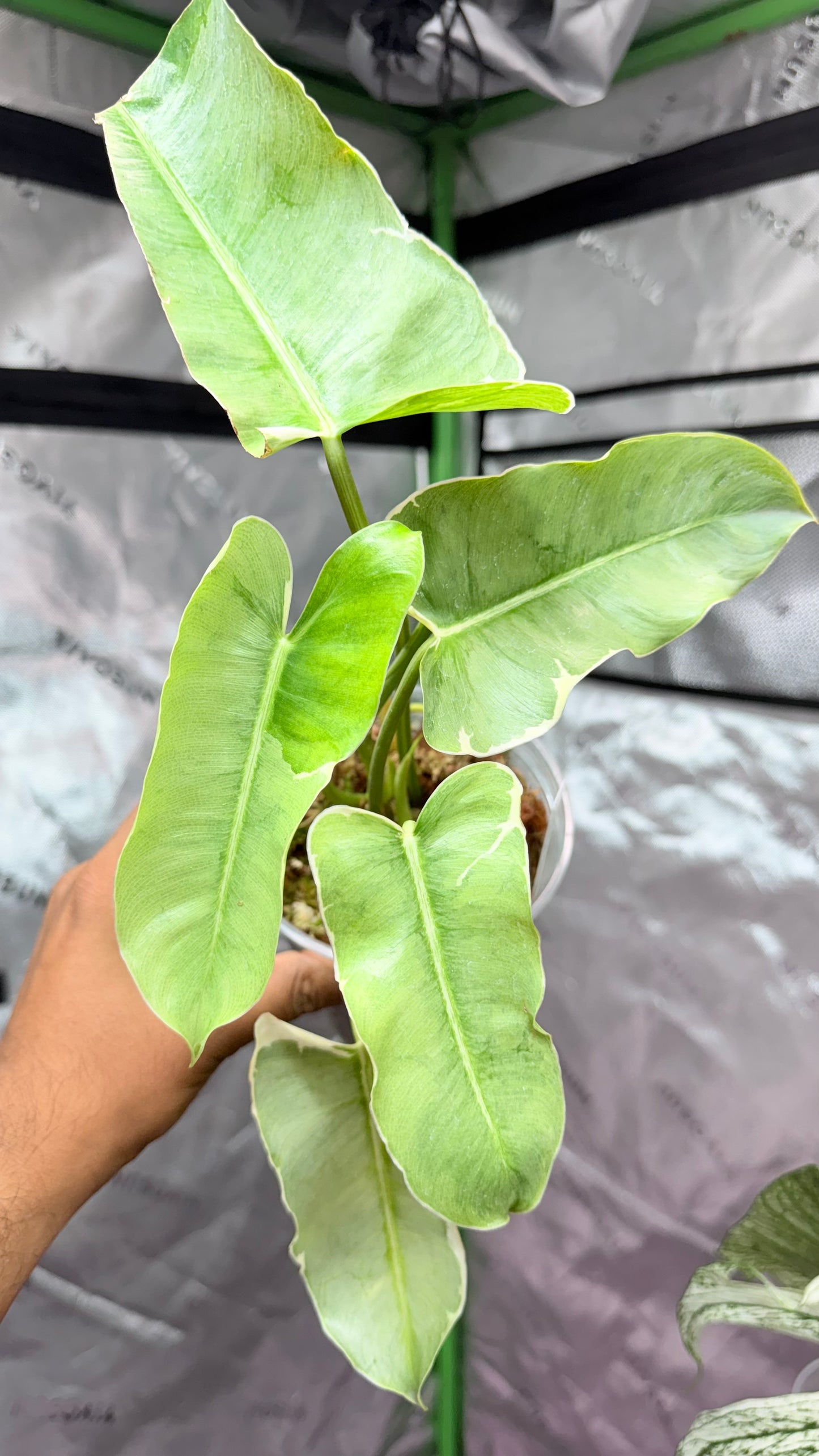 Philodendron Burle Marx Silver Variegated with 3 heads