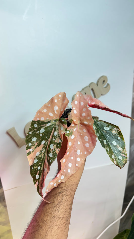 Begonia Maculata Pink variegated 🌿High Colors🌿