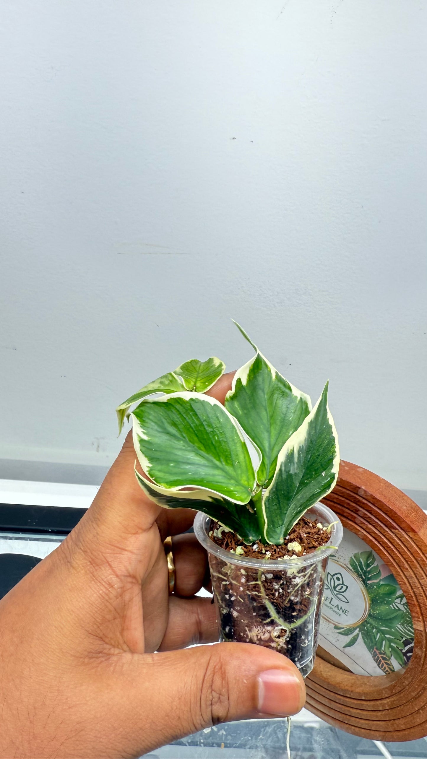 Hoya Polyneura Albo Outer Variegated