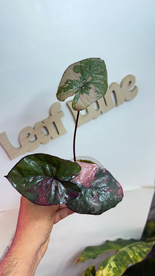 Alocasia Yucatan Princess Pink Variegated. 🌸