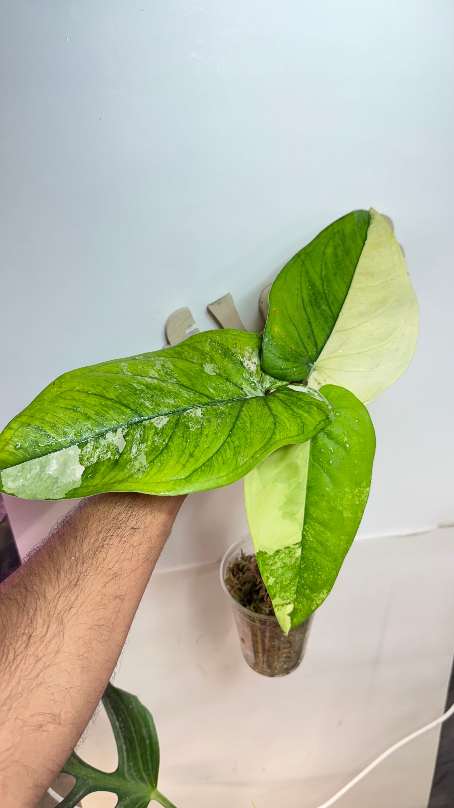 Syngonium Chiapense Variegated Albo
