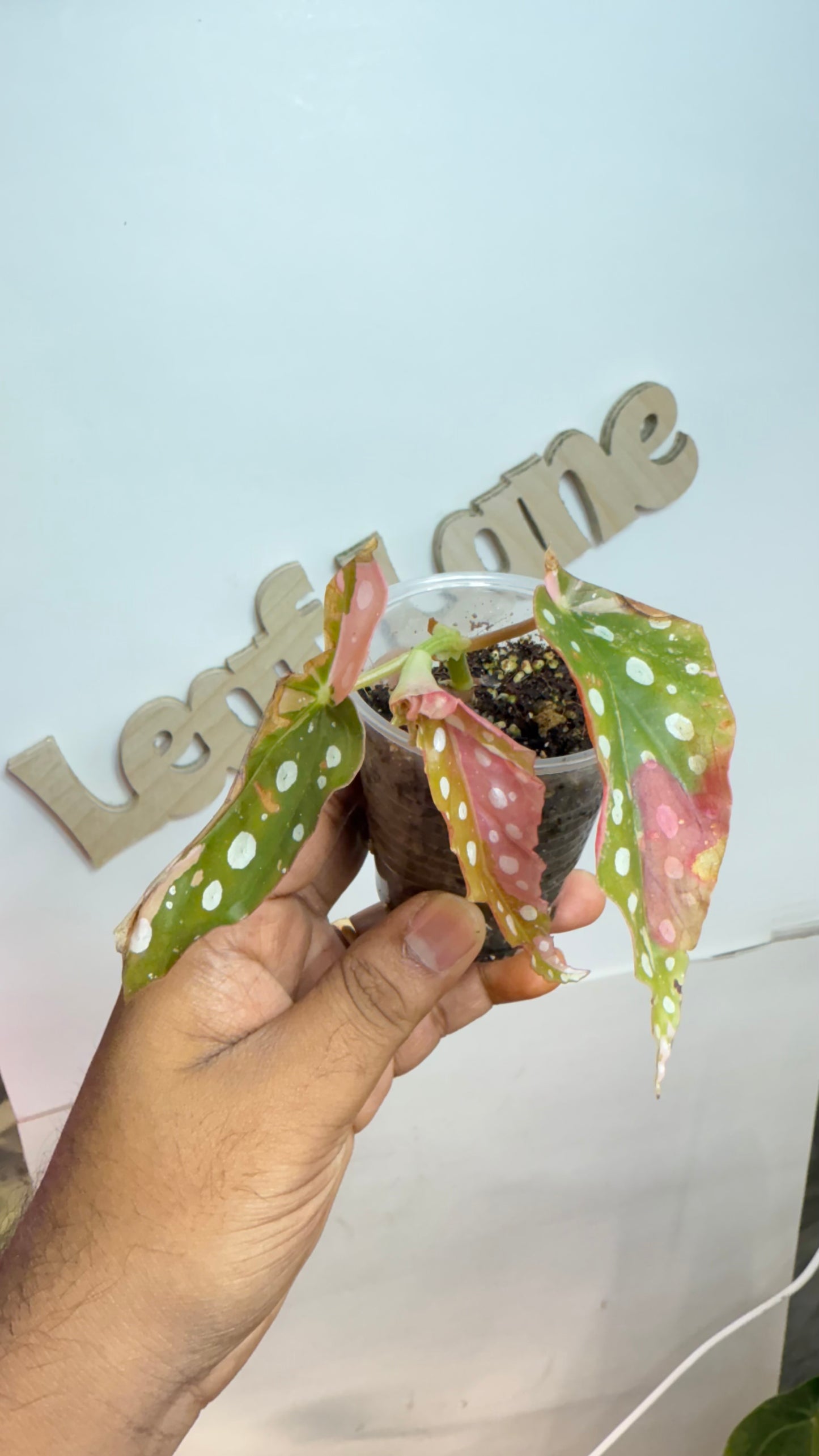 Begonia Maculata Pink Variegated