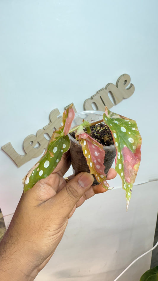 Begonia Maculata Pink Variegated