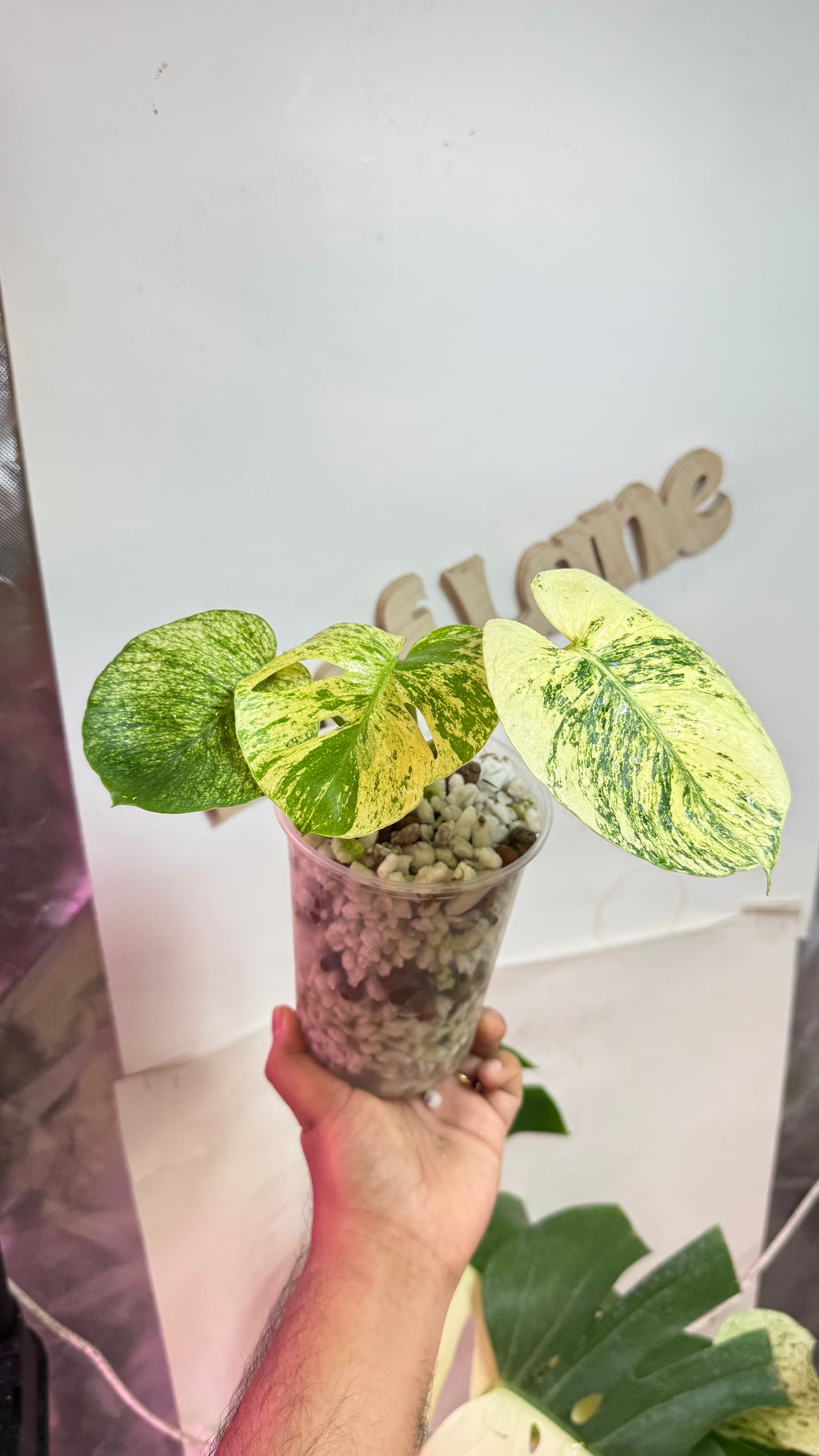 Monstera deliciosa MINT Siam Variegated | Rare Aroid | Large form