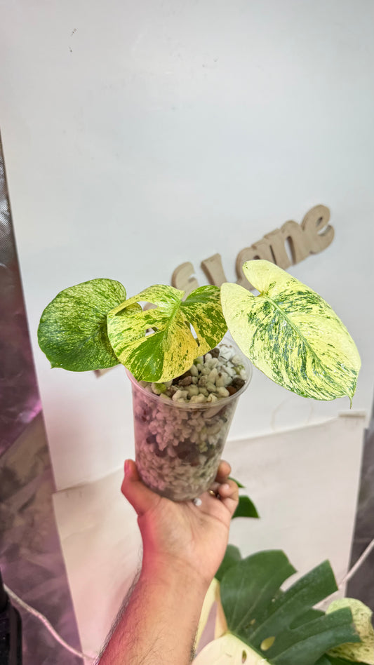 Monstera deliciosa MINT Siam Variegated | Rare Aroid | Large form