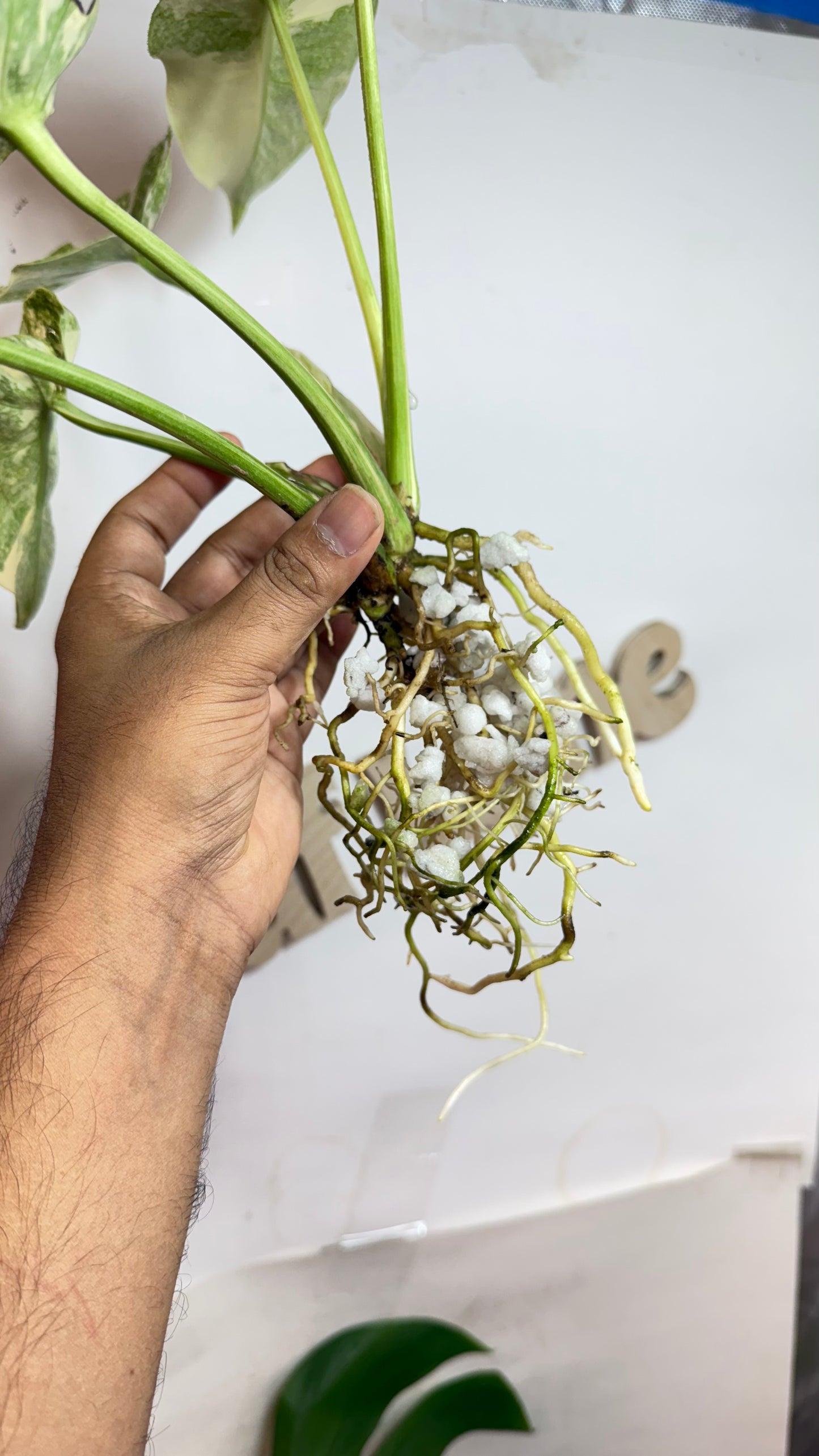 Monstera Delisiosa 'Platinum' Variegated |7 th leaf soon | Rare Aroid