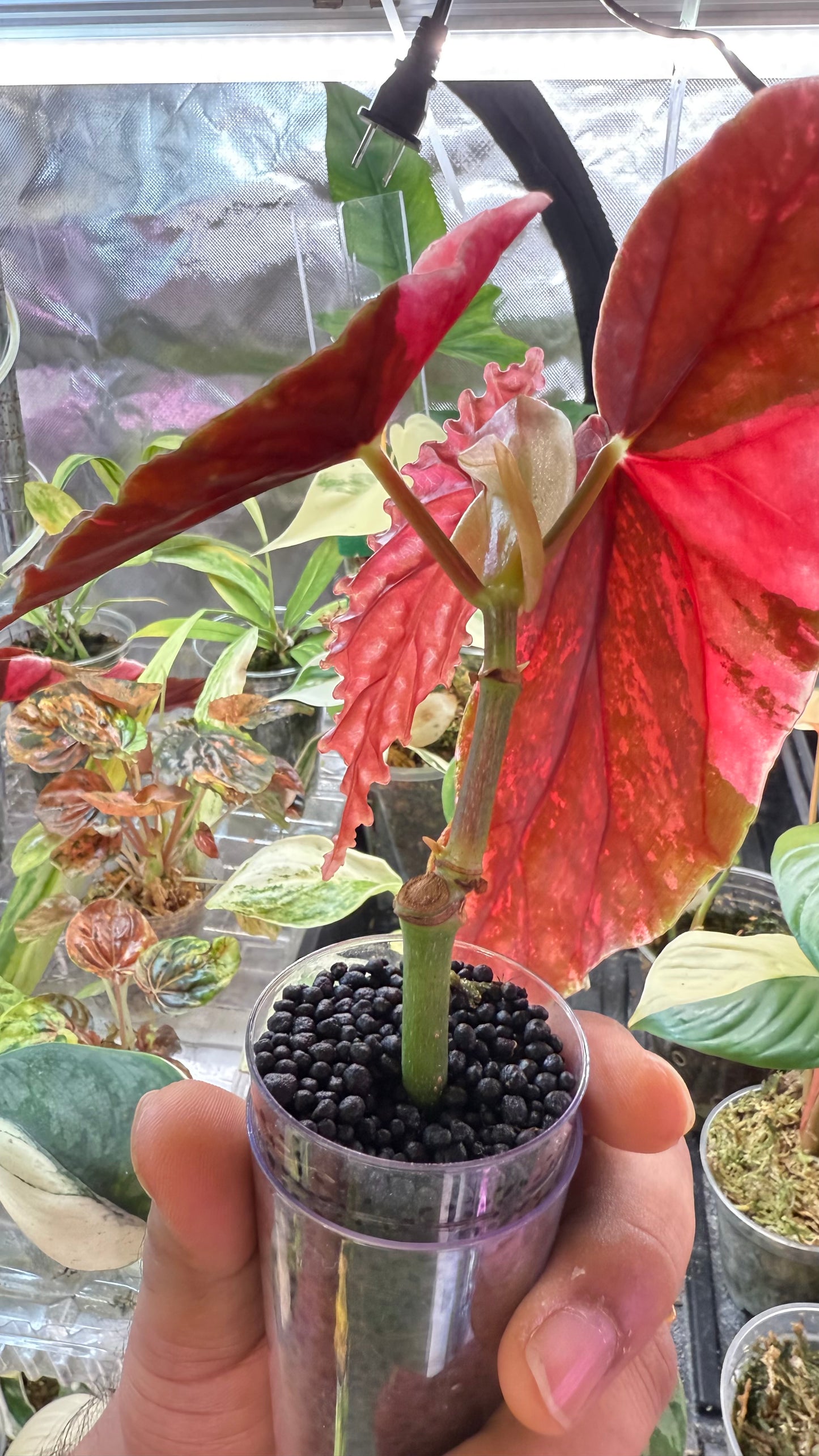 Begonia Maculata Pink Variegated
