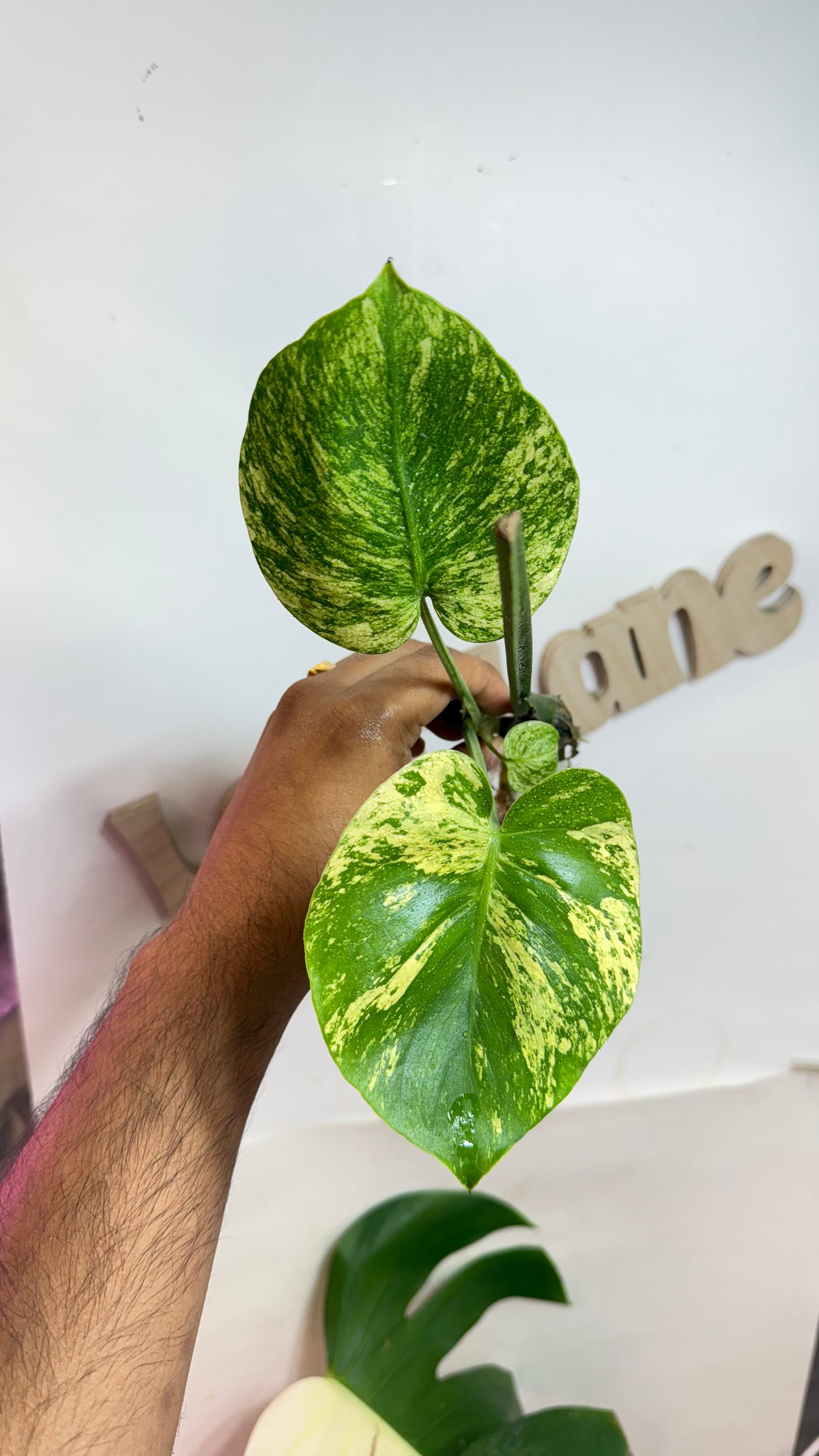 Monstera deliciosa MINT Siam Variegated | Rare Aroid | Large form