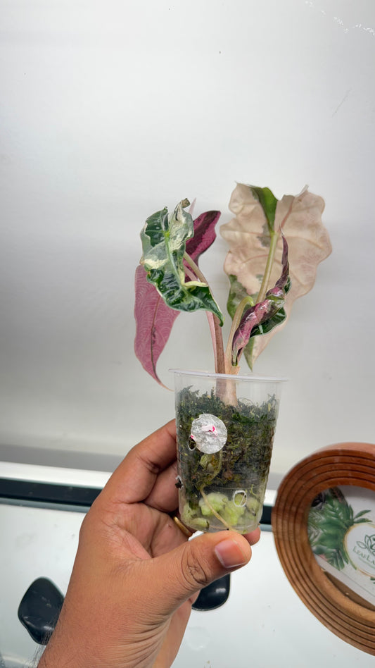 Alocasia Amazonica Pink Variegated