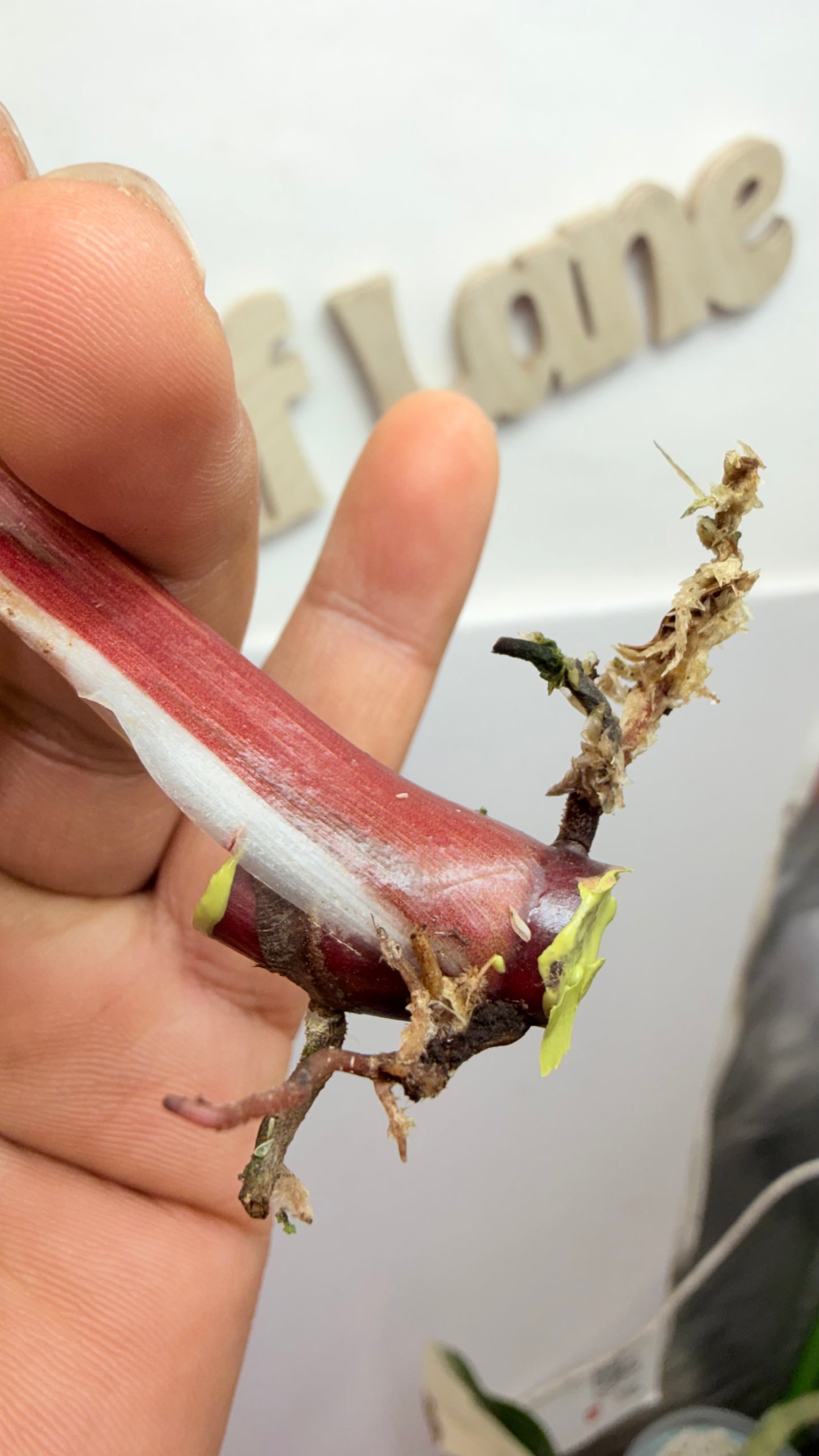 Philodendron ‘Skittles’ (White Knight Multicolor) rooted mid node 2 growth points
