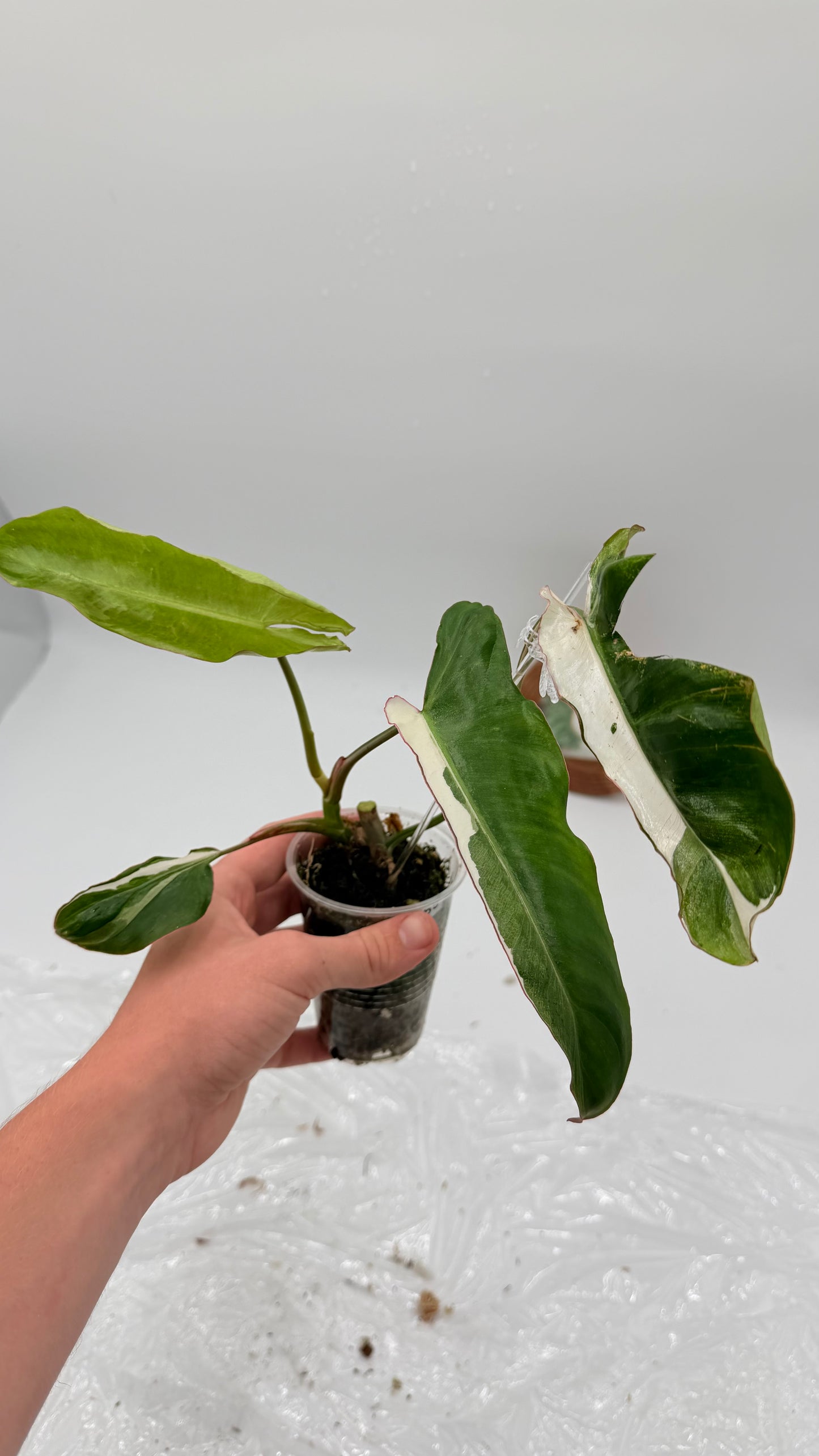 Philodendron Paraiso Verde Albo Variegated Exact Plants