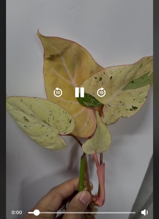 Glorisum mint and type 2