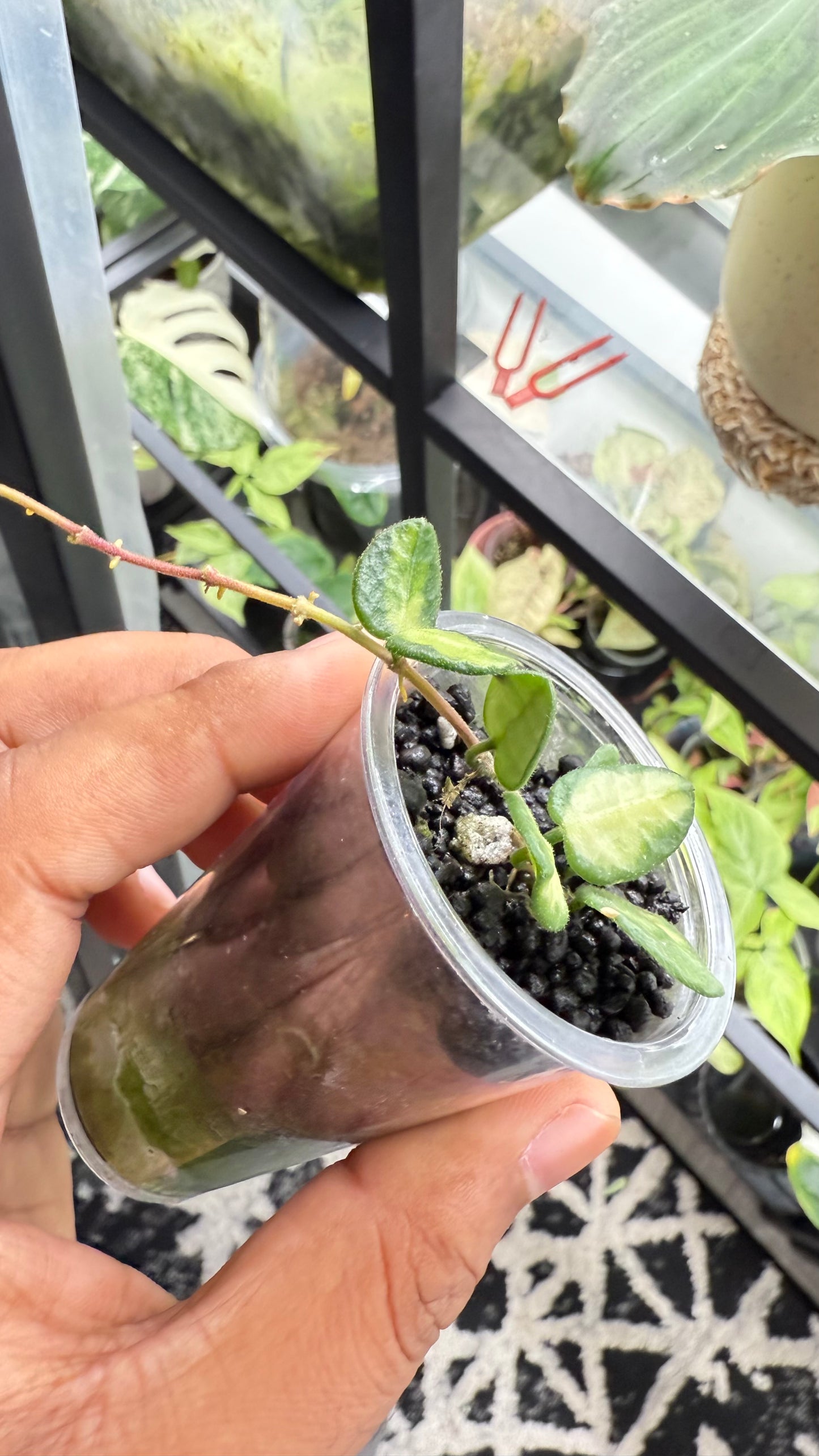Hoya tengchongensis Variegated