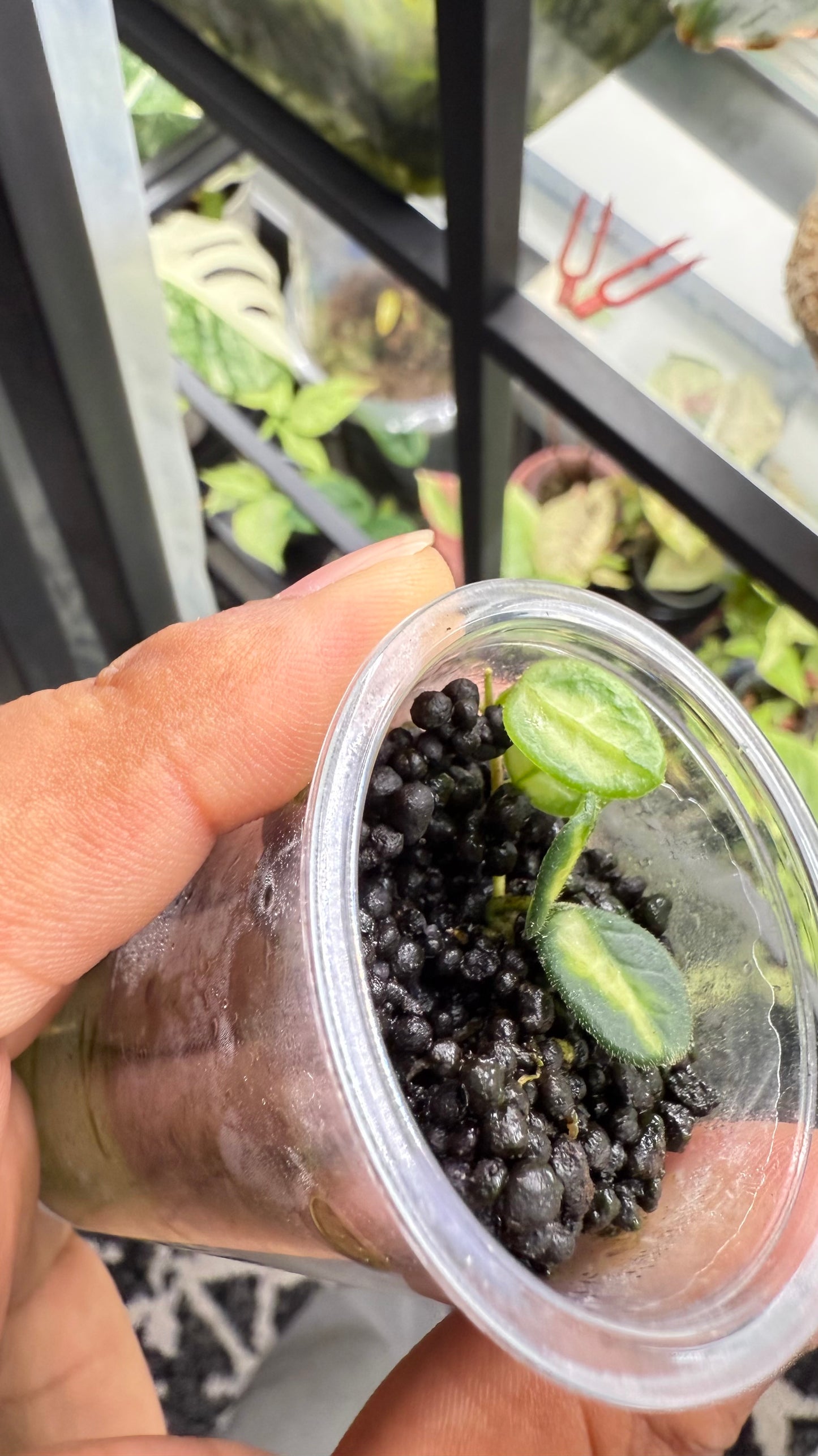 Hoya tengchongensis Variegated