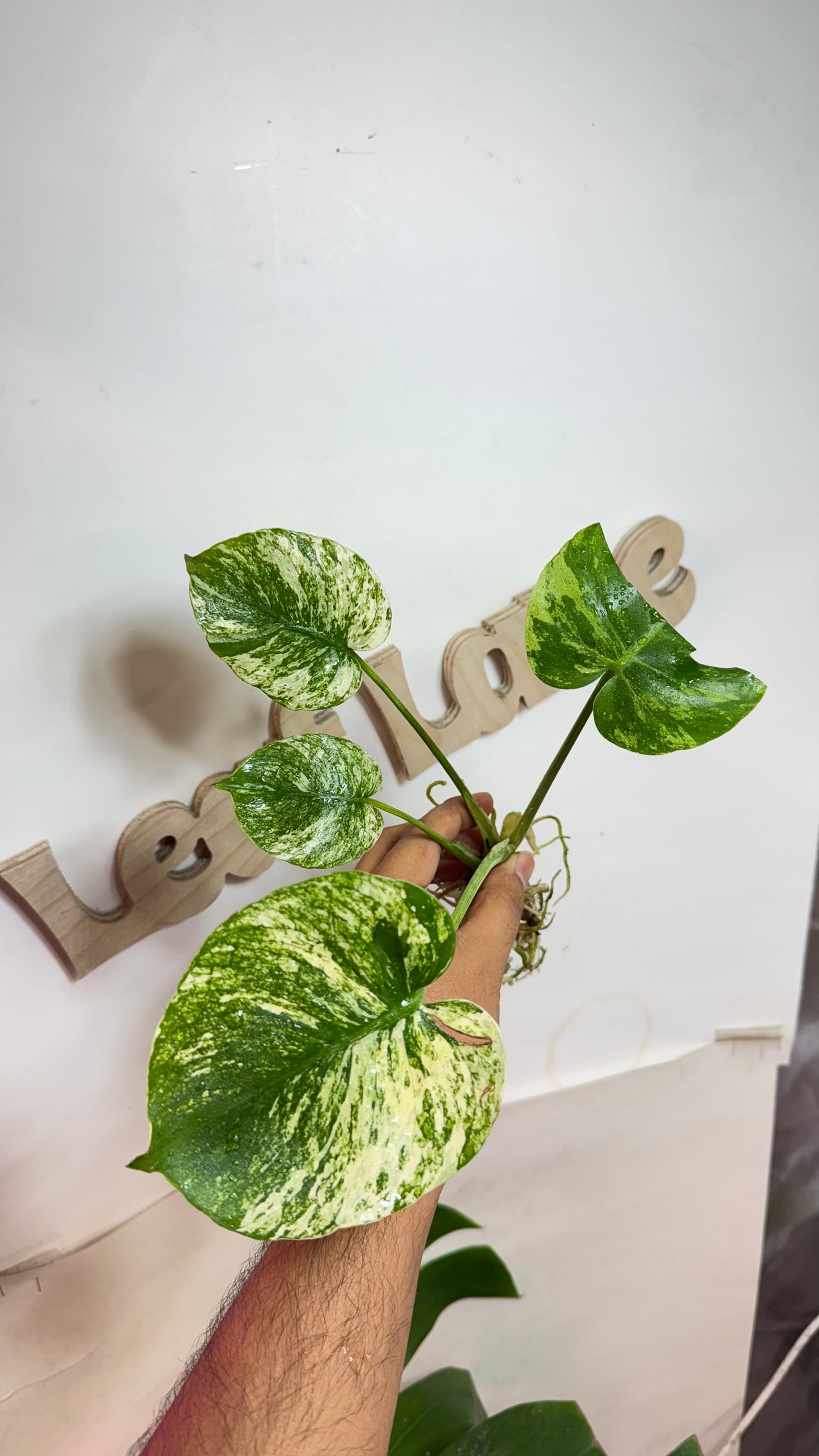 Monstera deliciosa MINT Siam Variegated | Rare Aroid | Large form