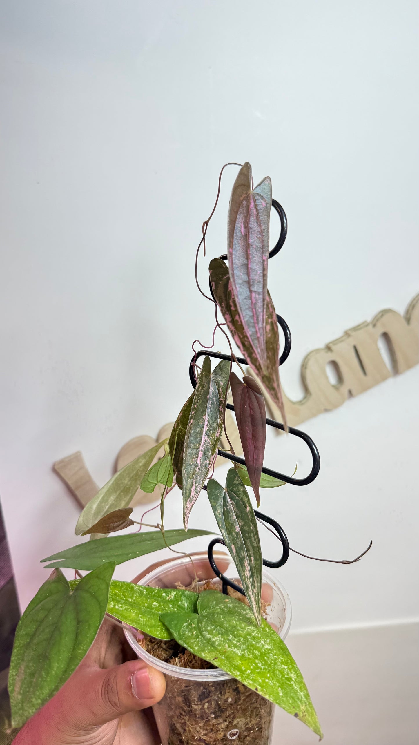 Discorea Pink Pixel Variegated🌿Please Choose Next day air shipping🌿