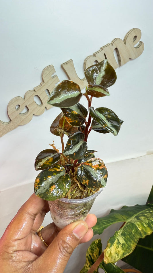 Peperomia Orange Mettalic