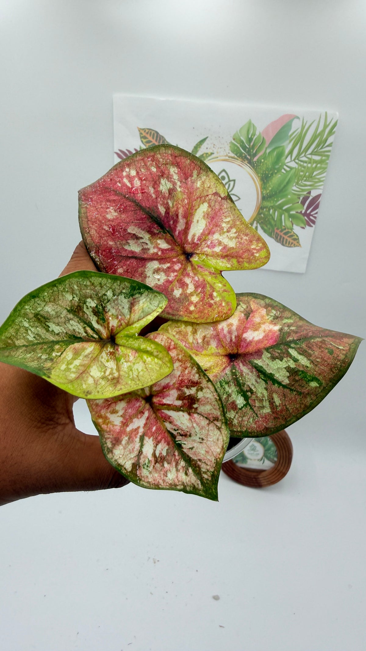 Caladium Variegated
