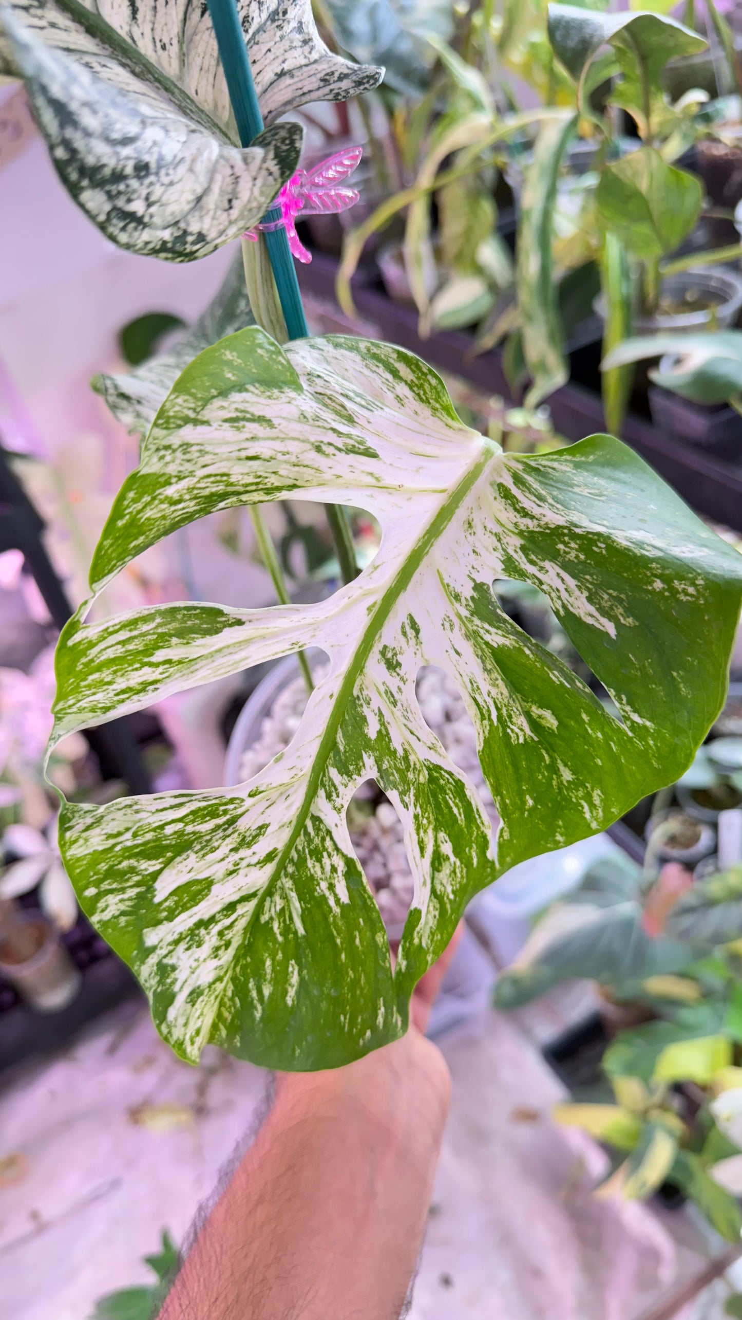 Monstera Devil 🌿 Working on 4 th leaf🌿