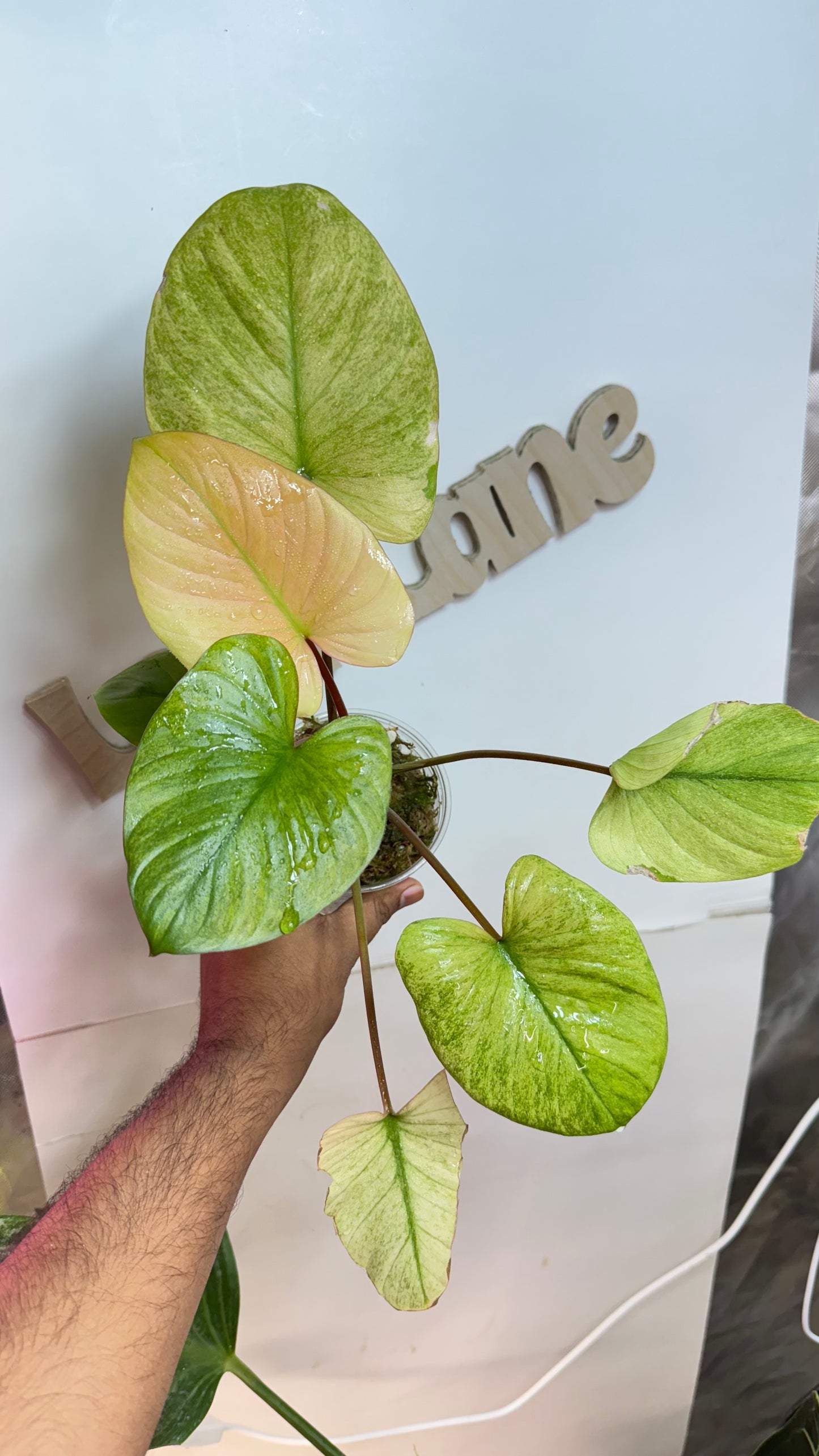 Homalomena Rubescens Variegated Mint with Pink undertones